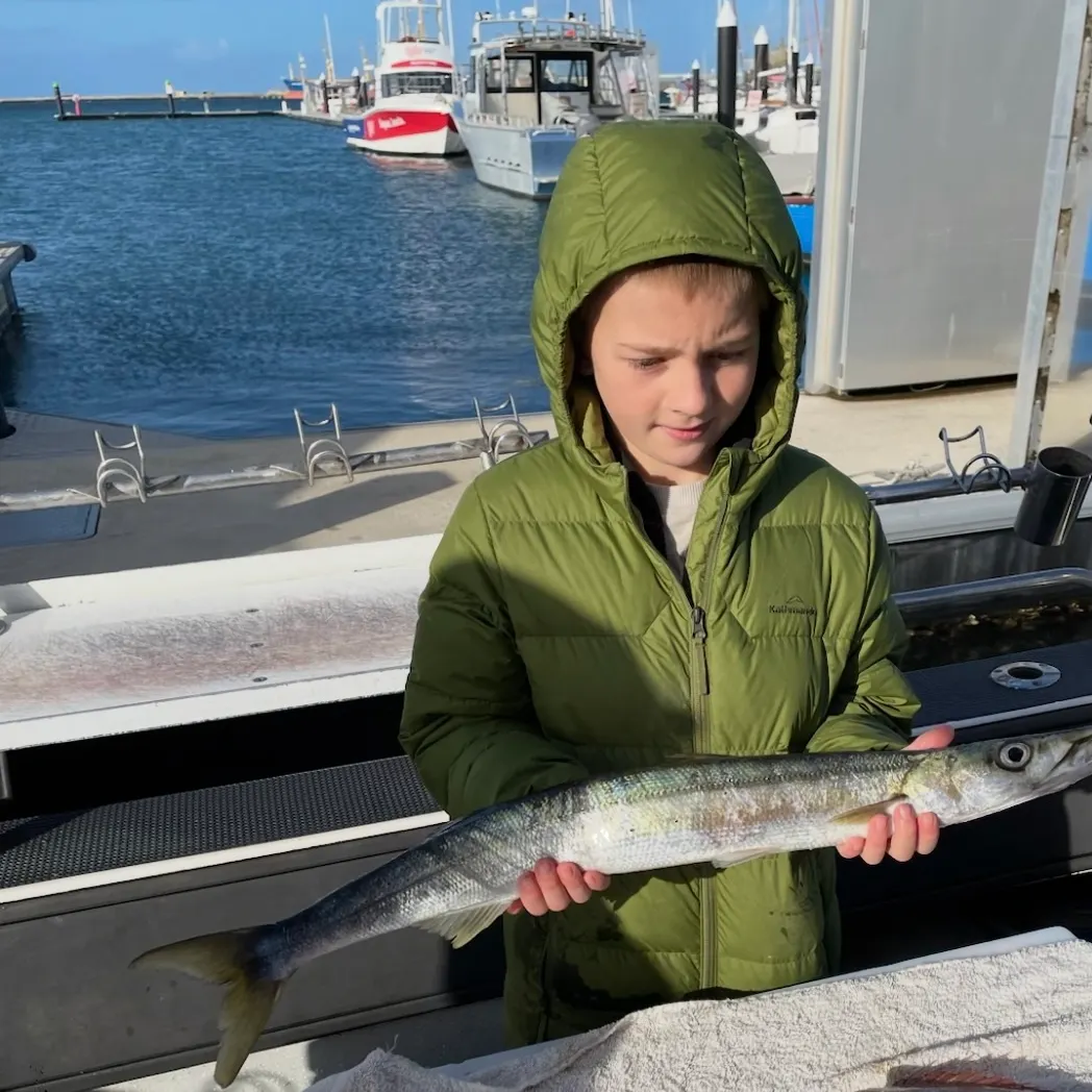 The most recent Australian barracuda catches on Fishbrain