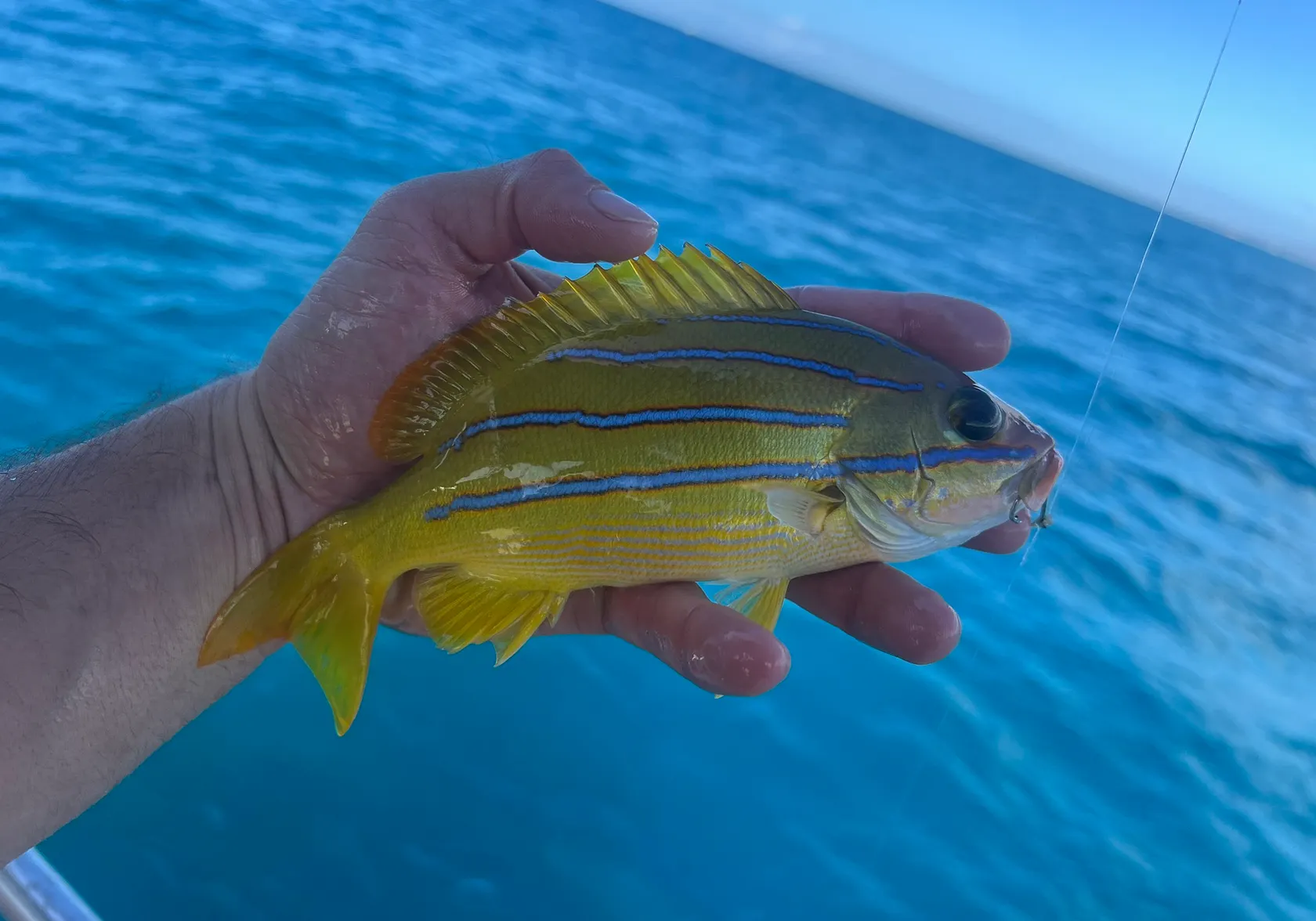 Common bluestripe snapper