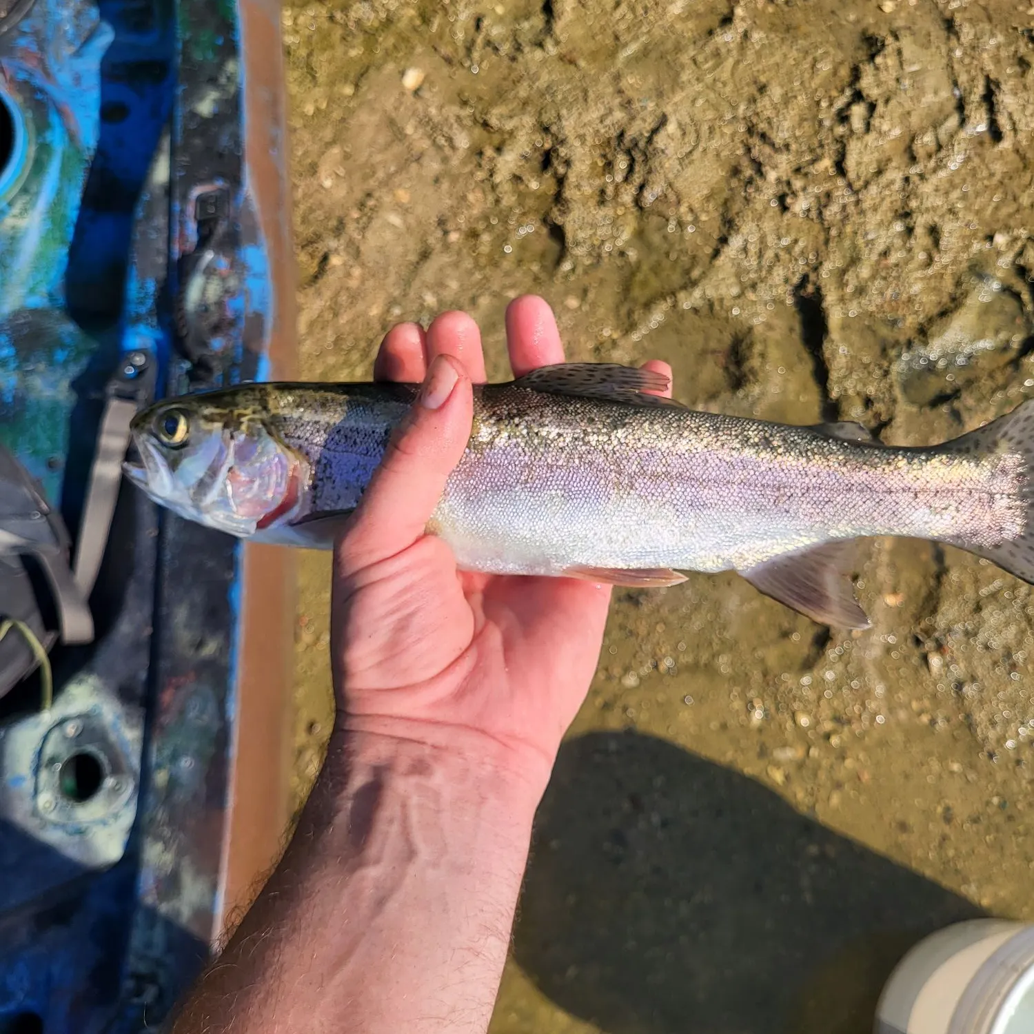 The most recent Rainbow trout catches on Fishbrain