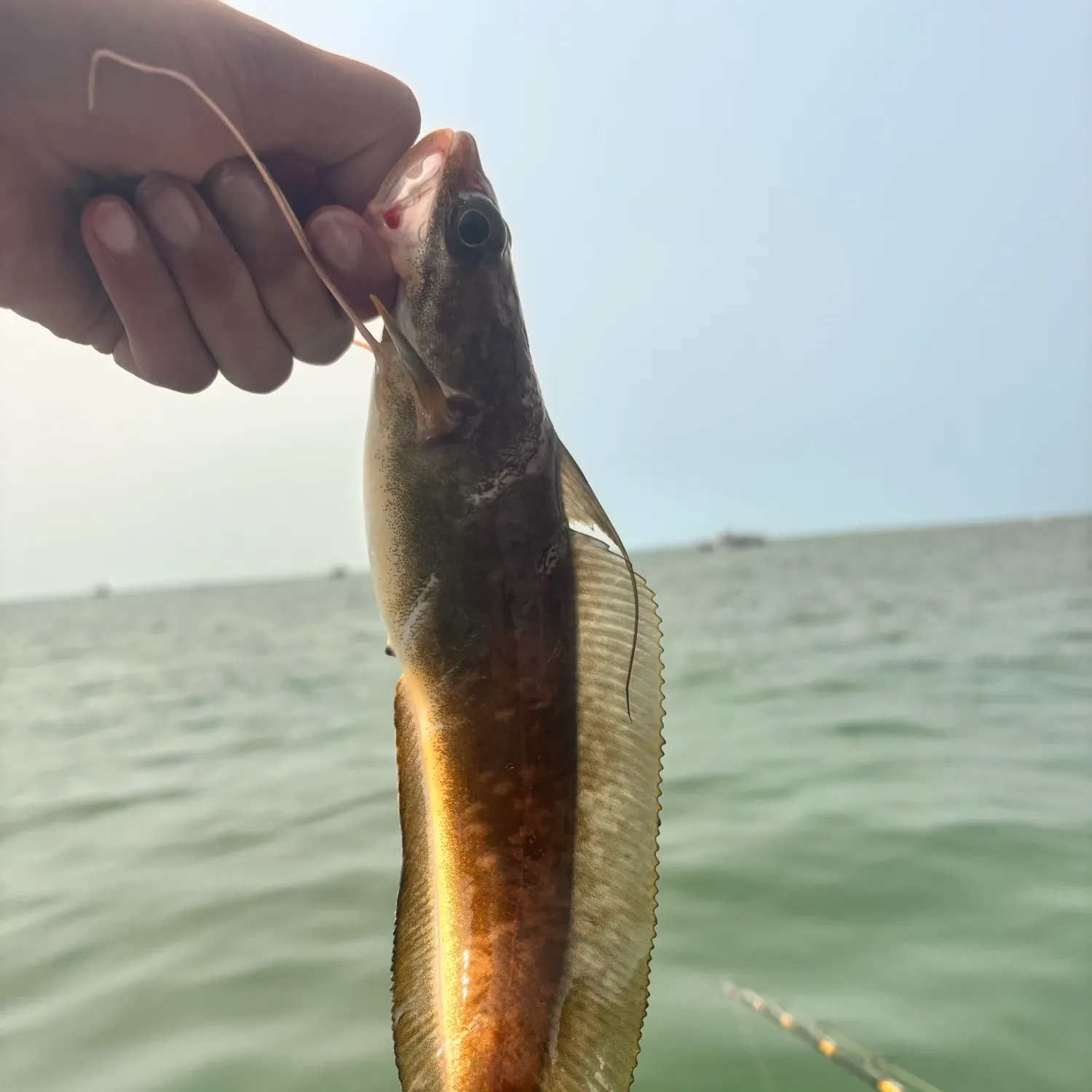 The most recent Red hake catches on Fishbrain
