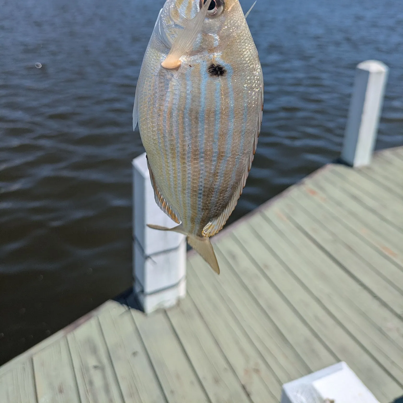 Pinfish caught on Fishbrain