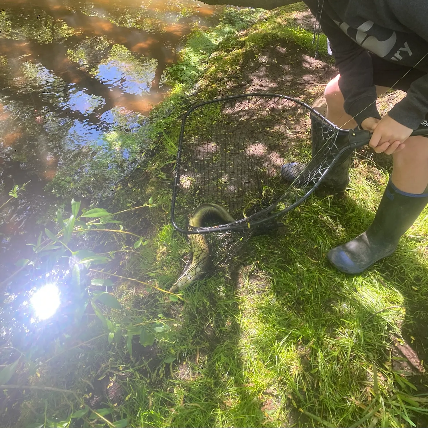 The most recent New Zealand longfin eel catches on Fishbrain