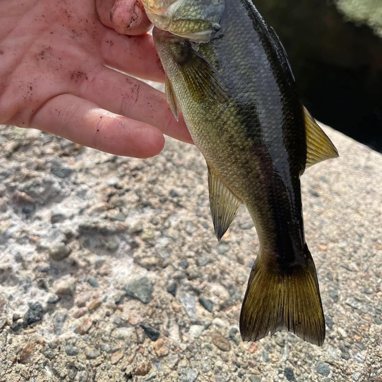 Fish caught on Fishbrain