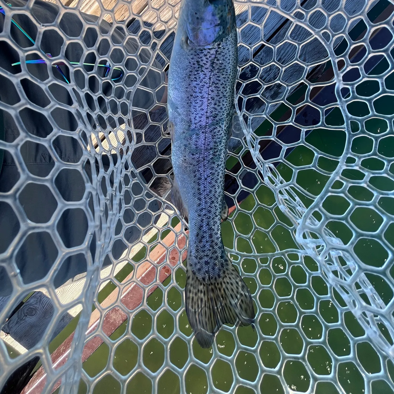 Rainbow trout caught on Fishbrain