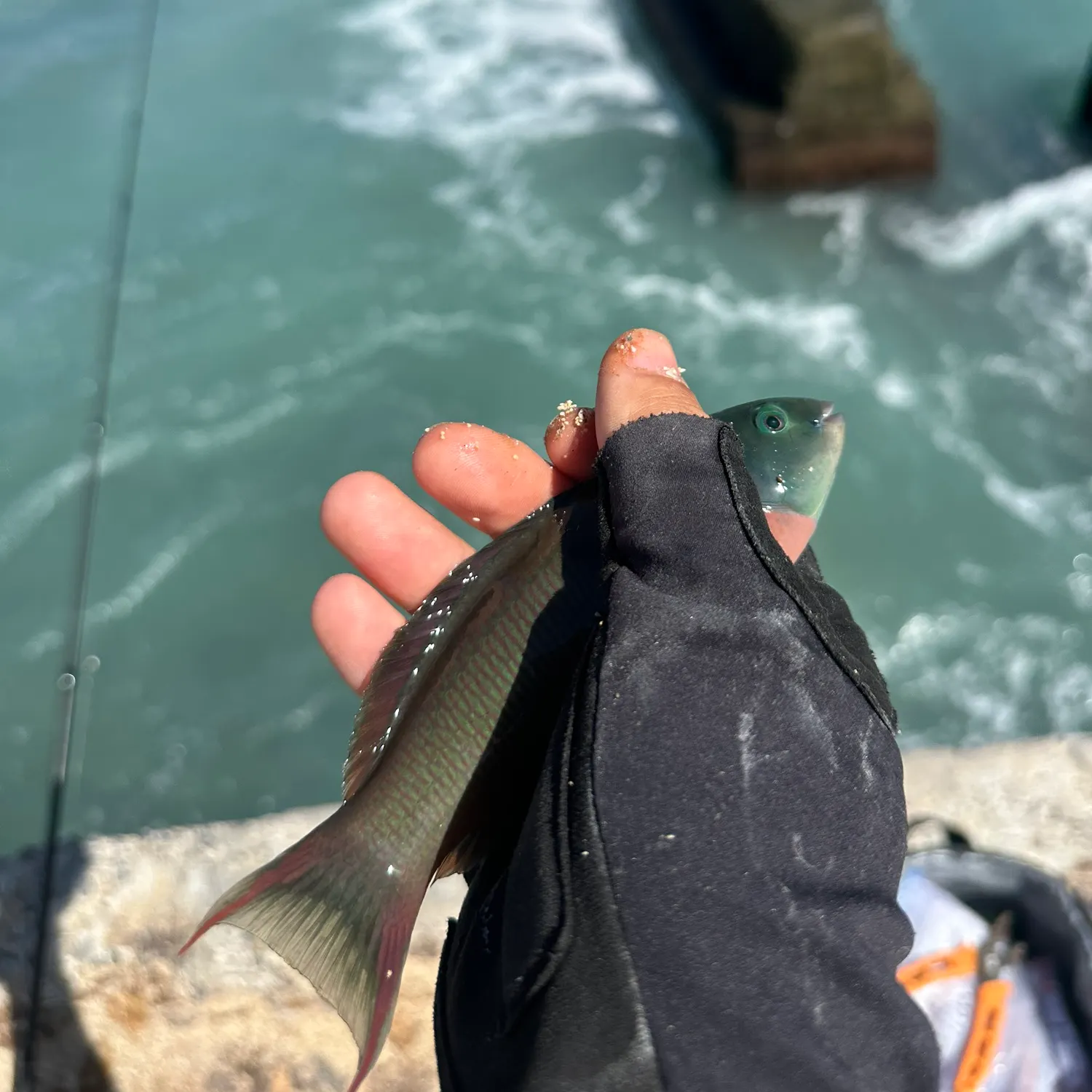 Saddle wrasse caught on Fishbrain