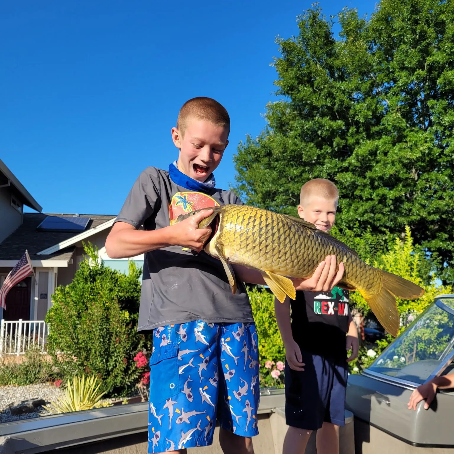 Common carp caught on Fishbrain