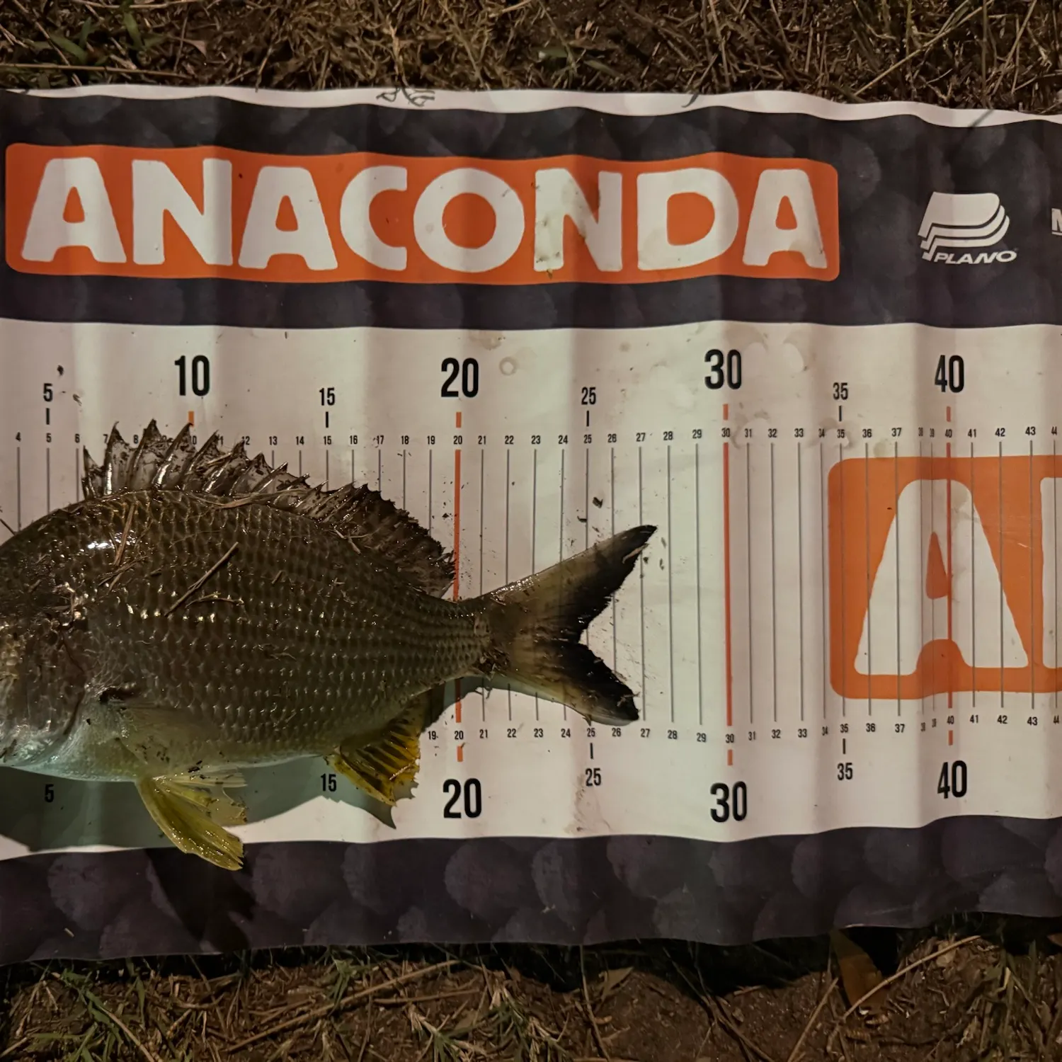 Surf bream caught on Fishbrain