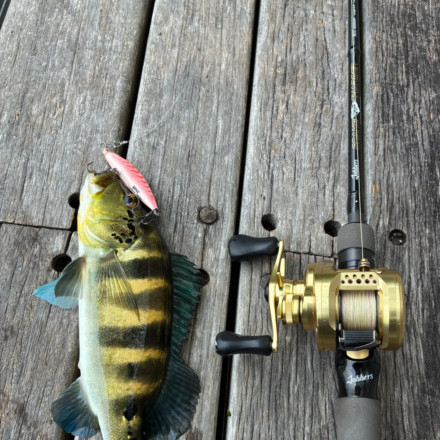 Fish caught on Fishbrain