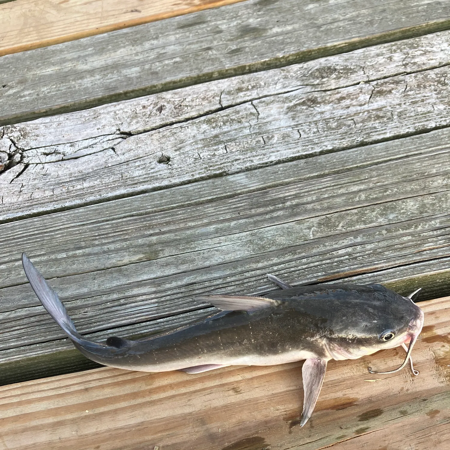 Hardhead sea catfish caught on Fishbrain
