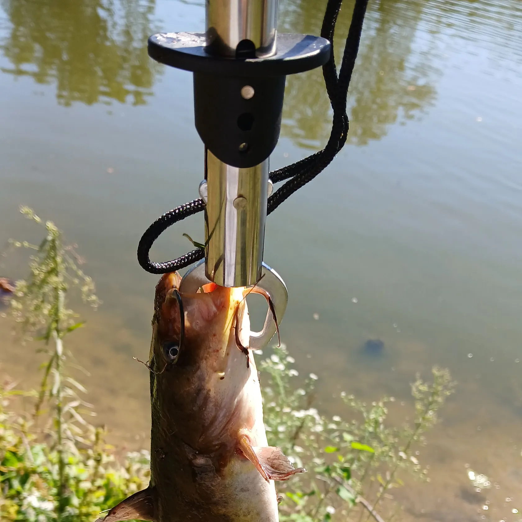 Black bullhead caught on Fishbrain