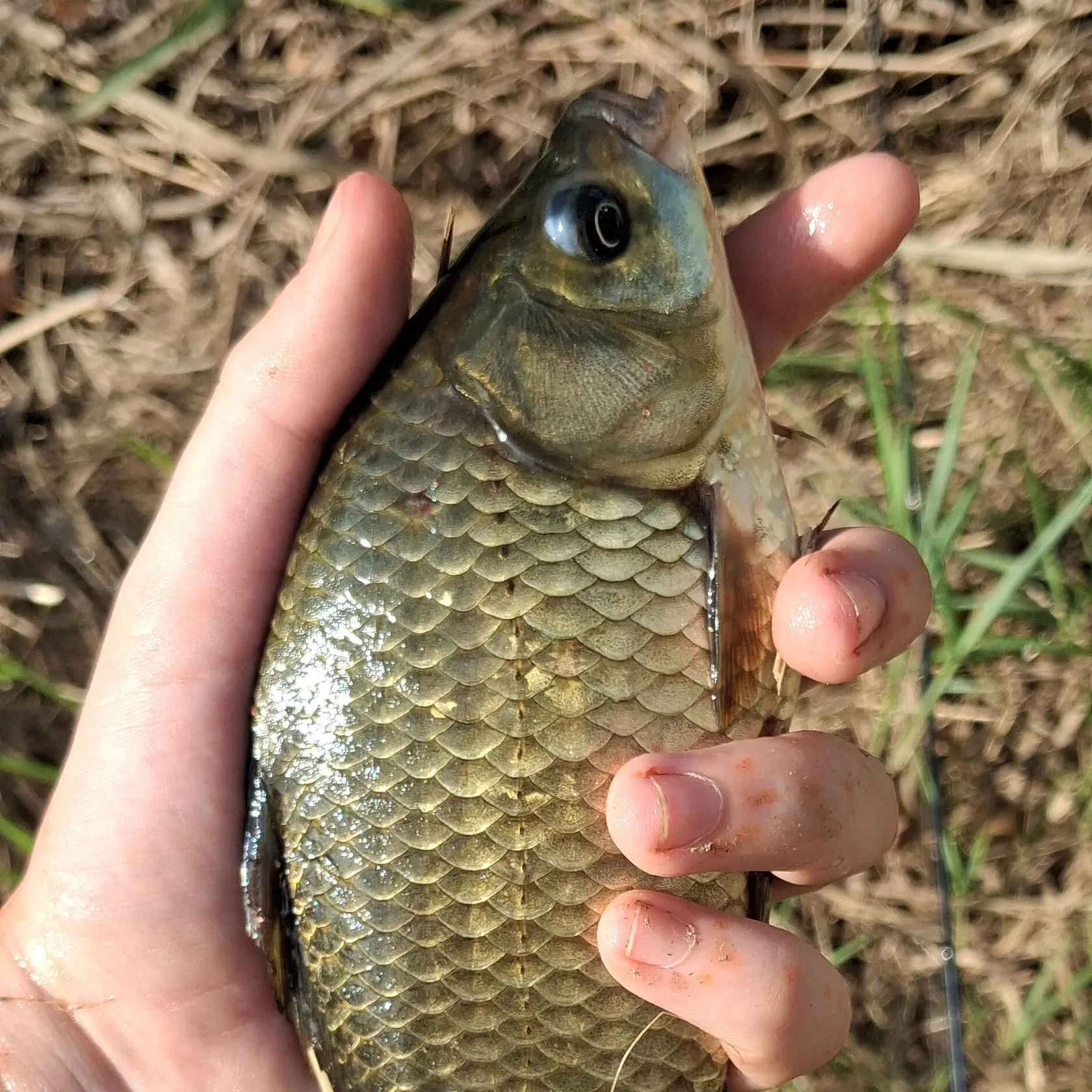 Common carp caught on Fishbrain