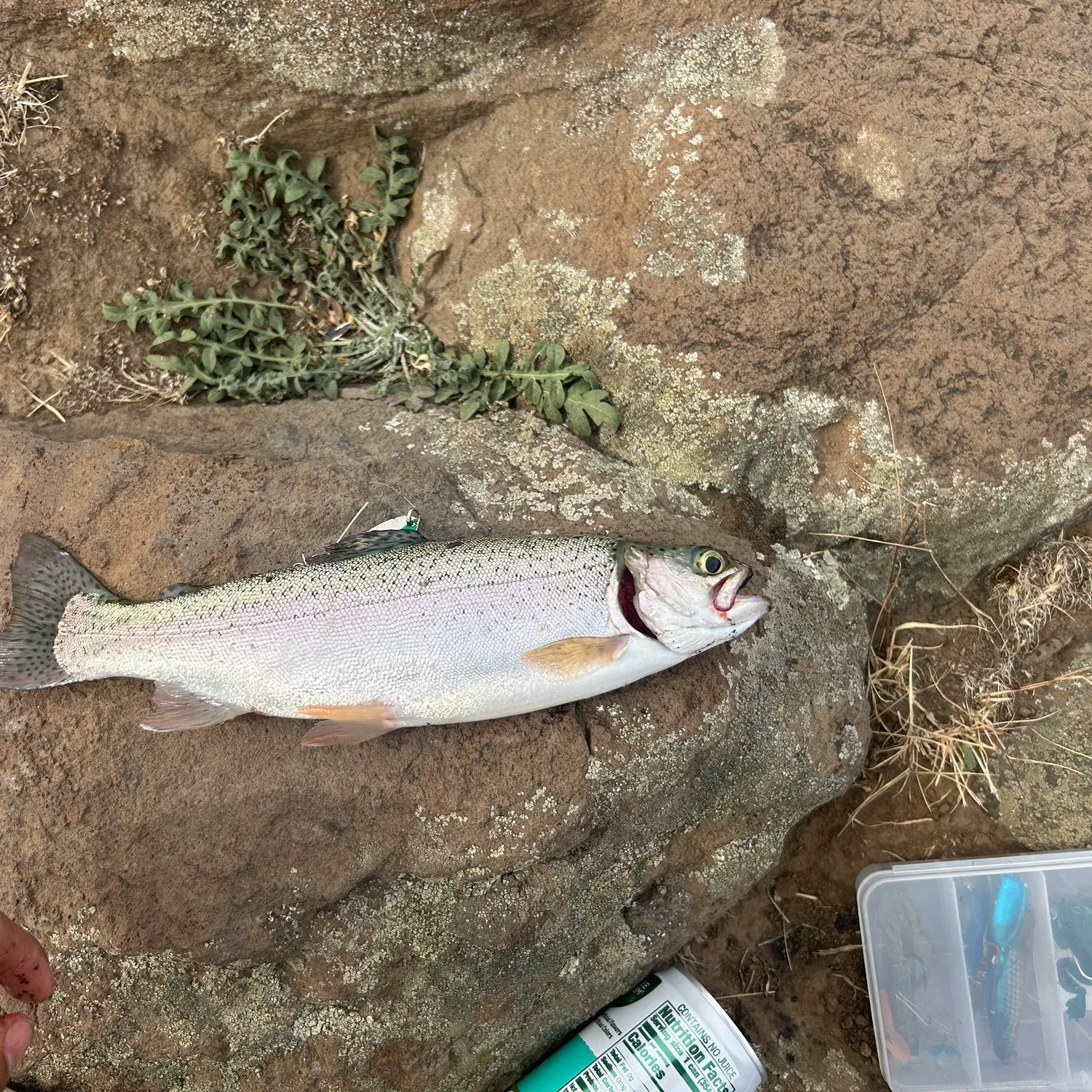 Rainbow trout caught on Fishbrain