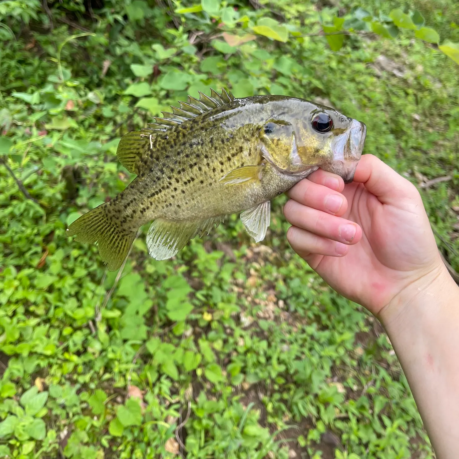 The most recent Ozark bass catches on Fishbrain
