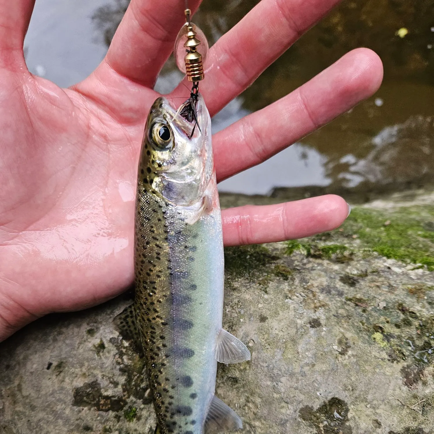 Rainbow trout caught on Fishbrain