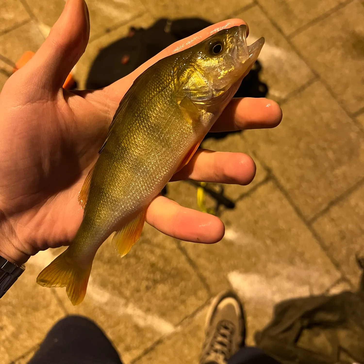 European perch caught on Fishbrain