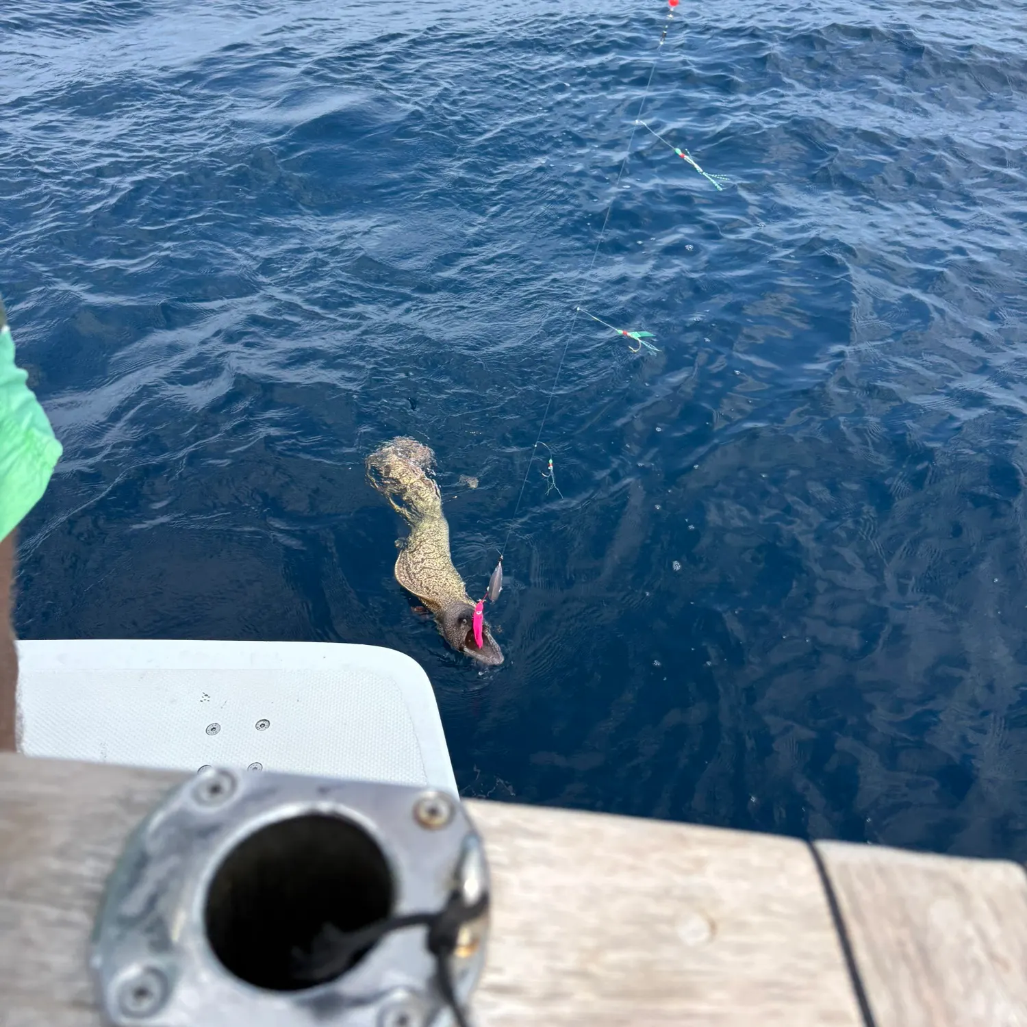 The most recent Spotted moray eel catches on Fishbrain