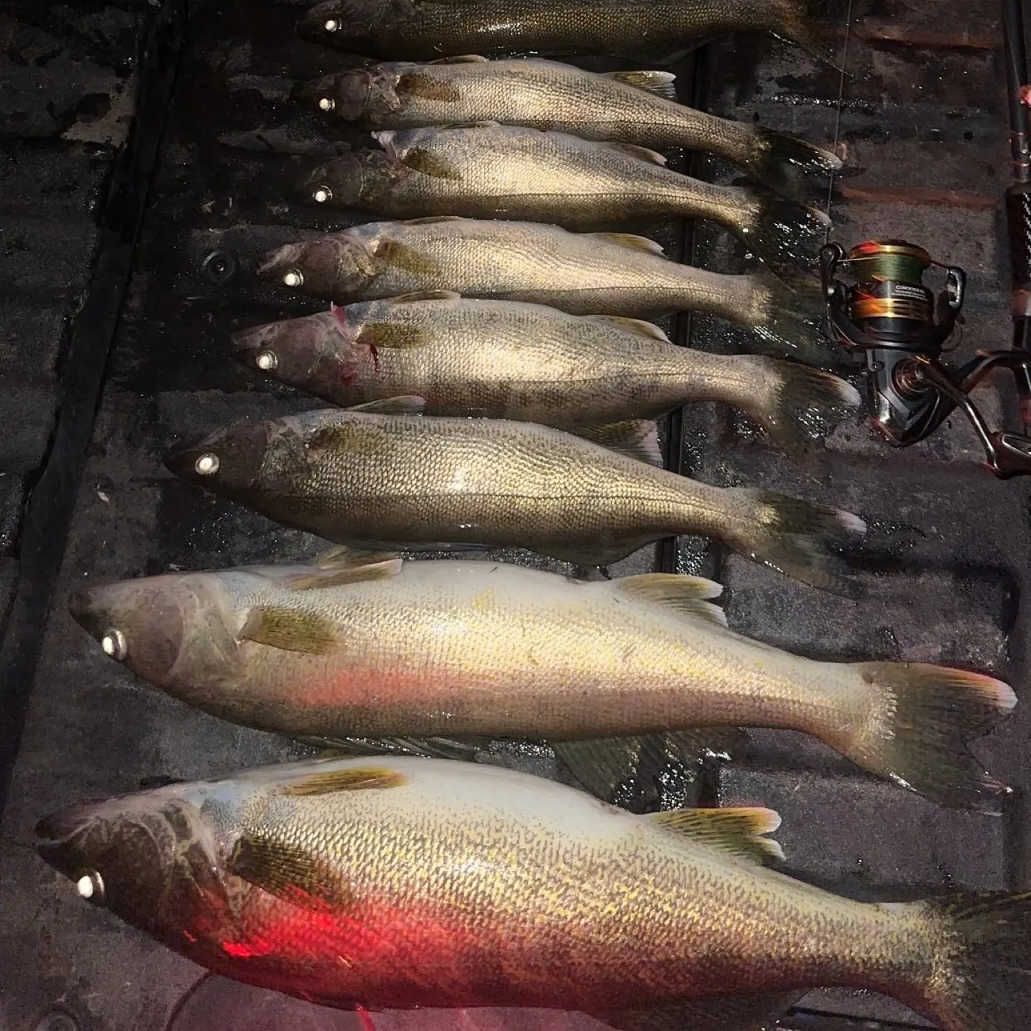 recently logged catches