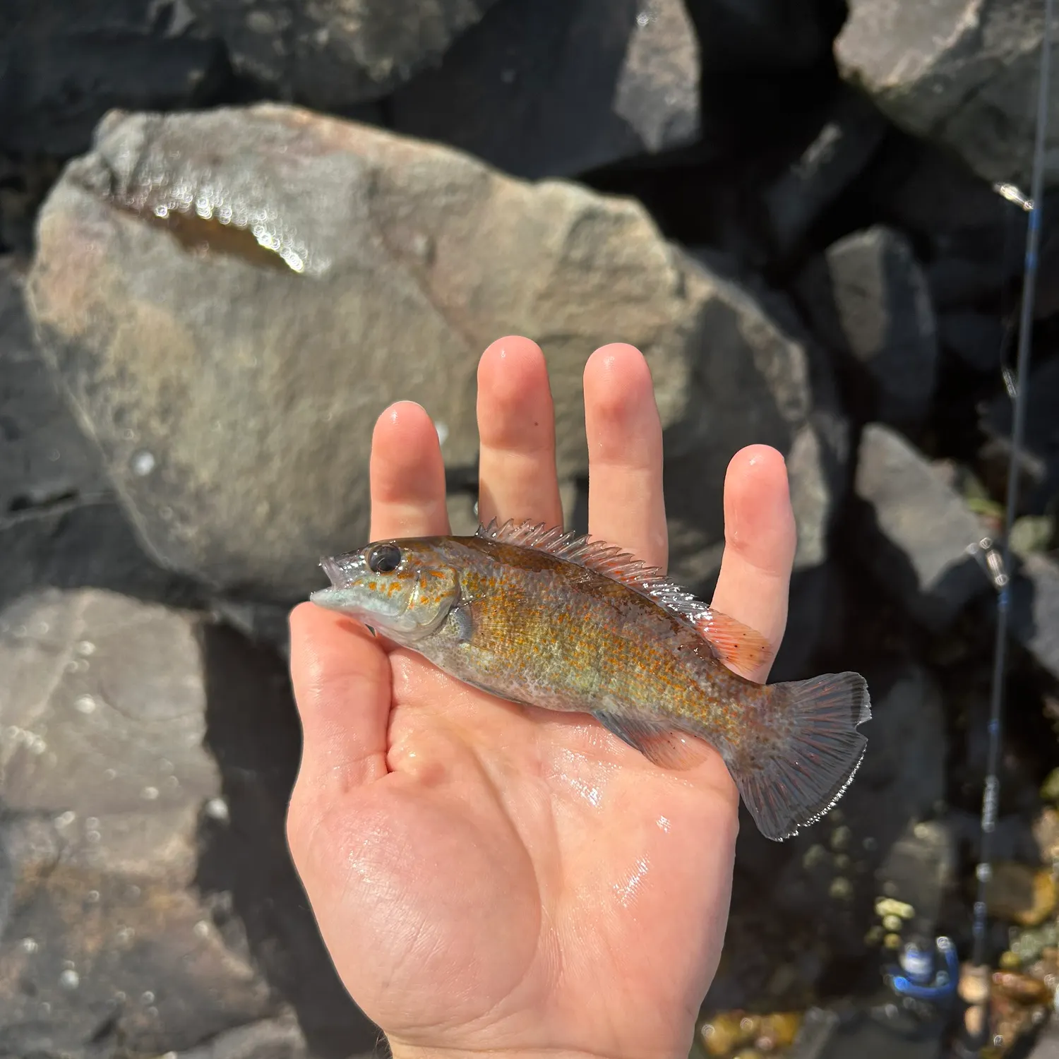 The most recent Cunner catches on Fishbrain
