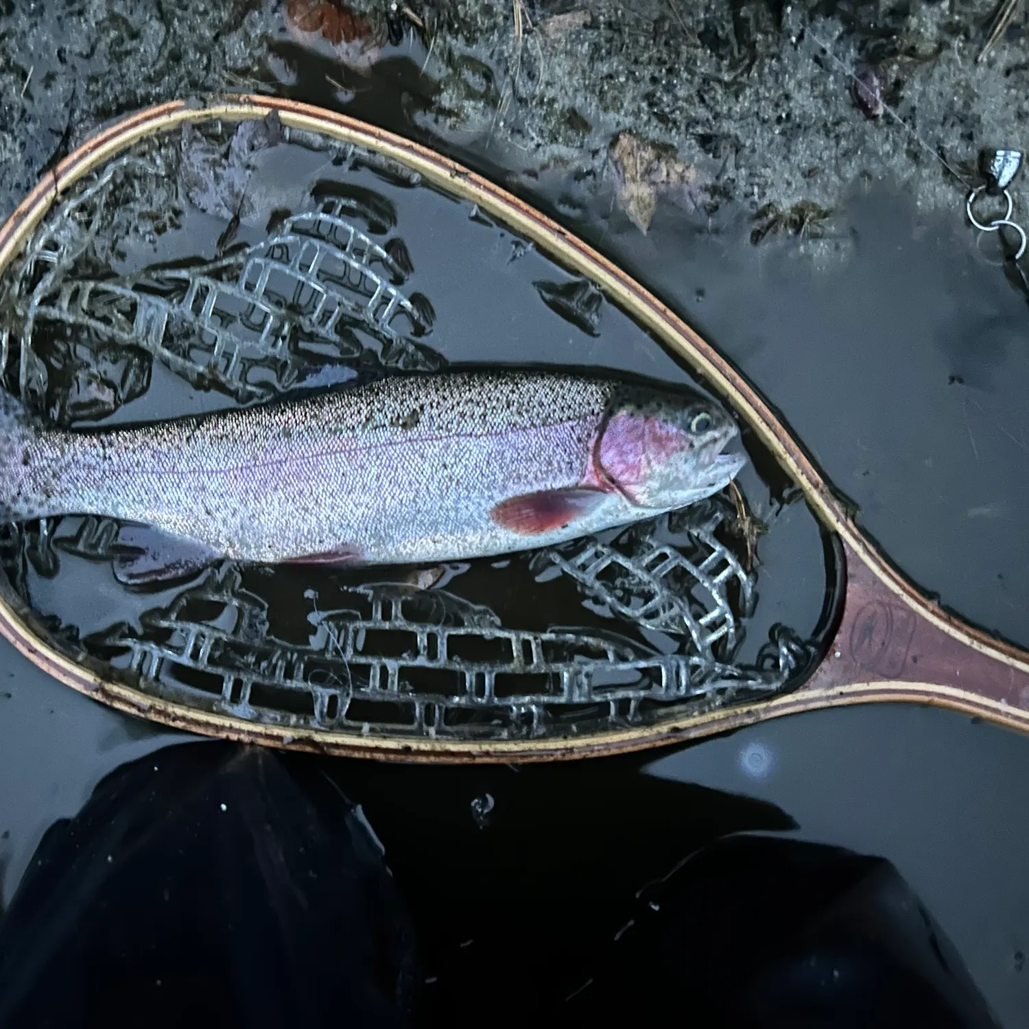 Rainbow trout caught on Fishbrain