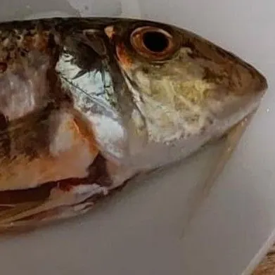 The most recent Striped red mullet catches on Fishbrain