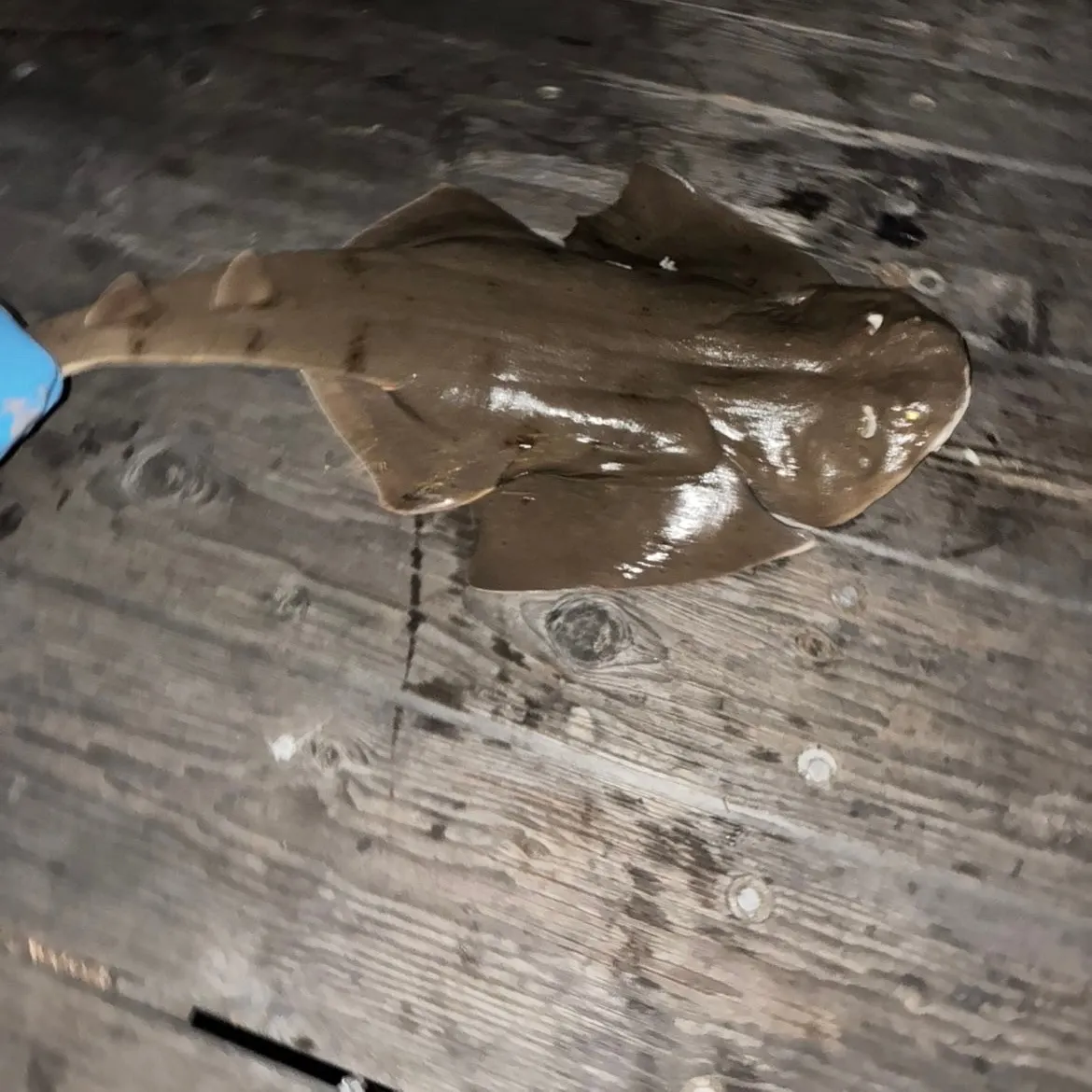 The most recent Pacific angelshark catches on Fishbrain