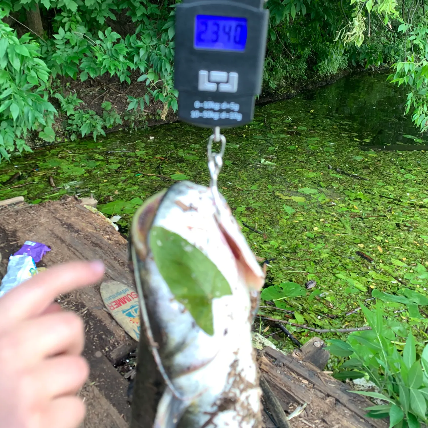 recently logged catches