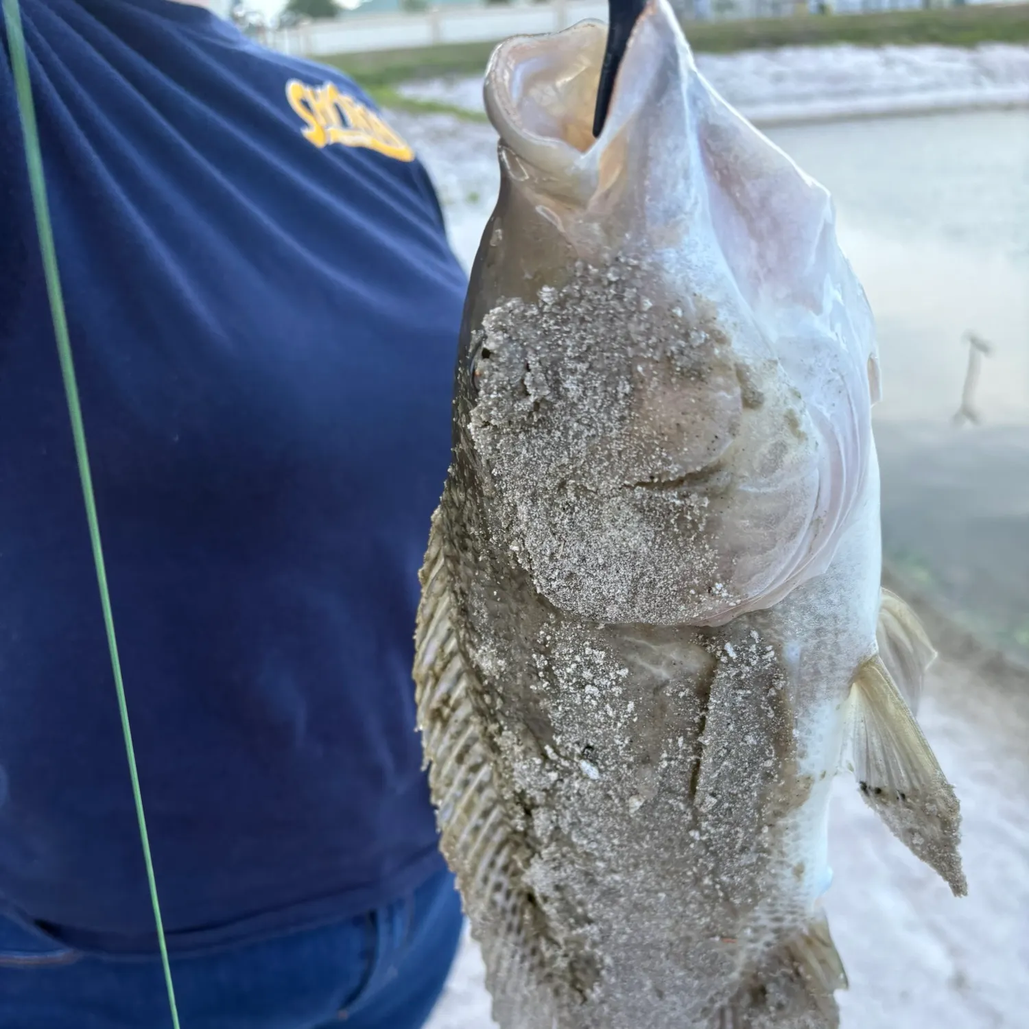 The most recent Wami tilapia catches on Fishbrain