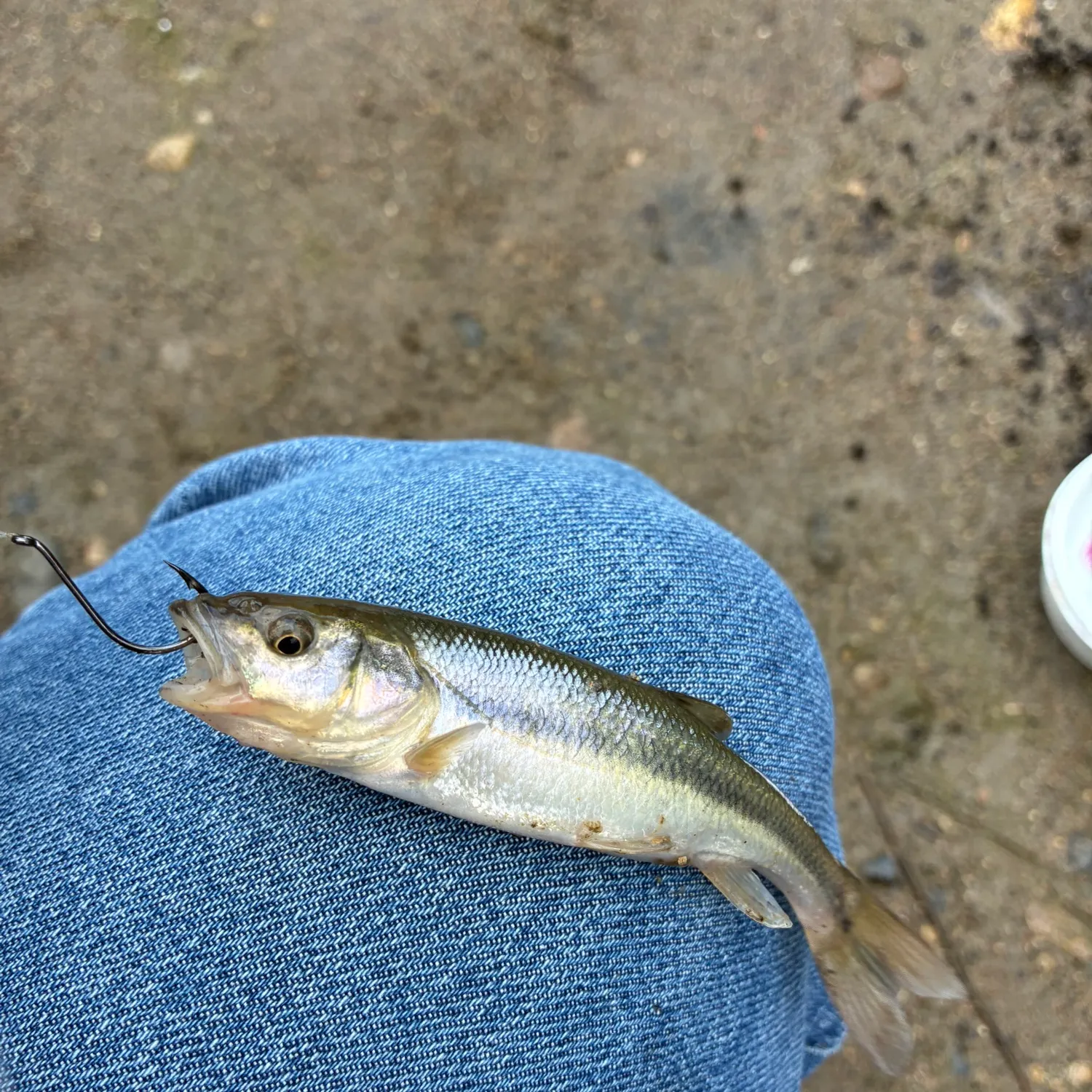 Creek chub caught on Fishbrain