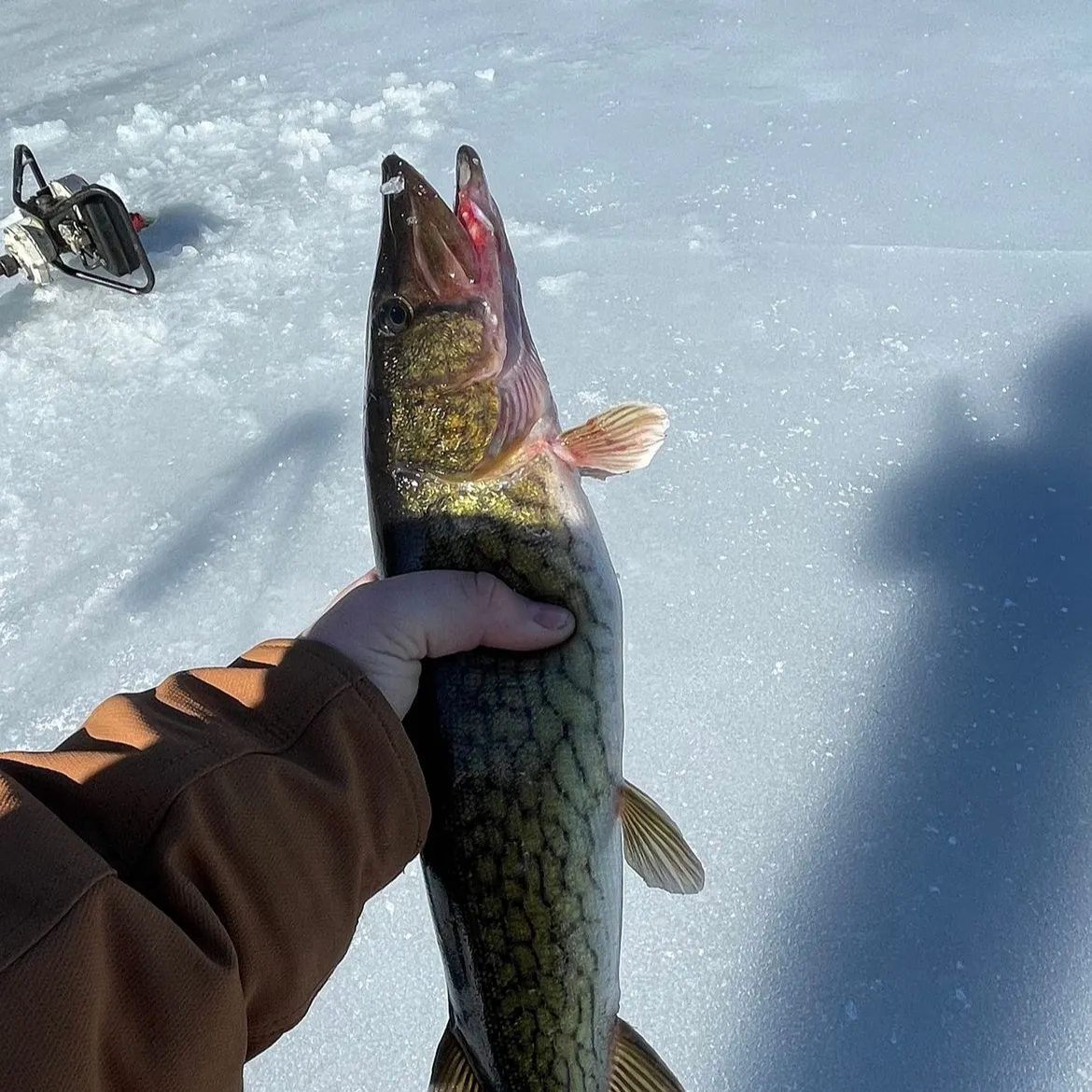 The most recent Chain pickerel catches on Fishbrain