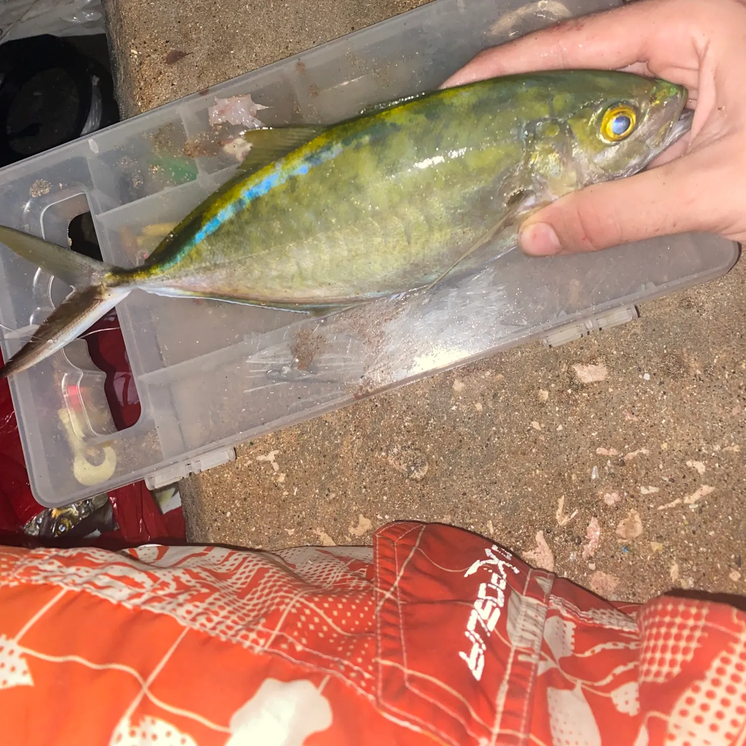 The most recent Bar jack catches on Fishbrain