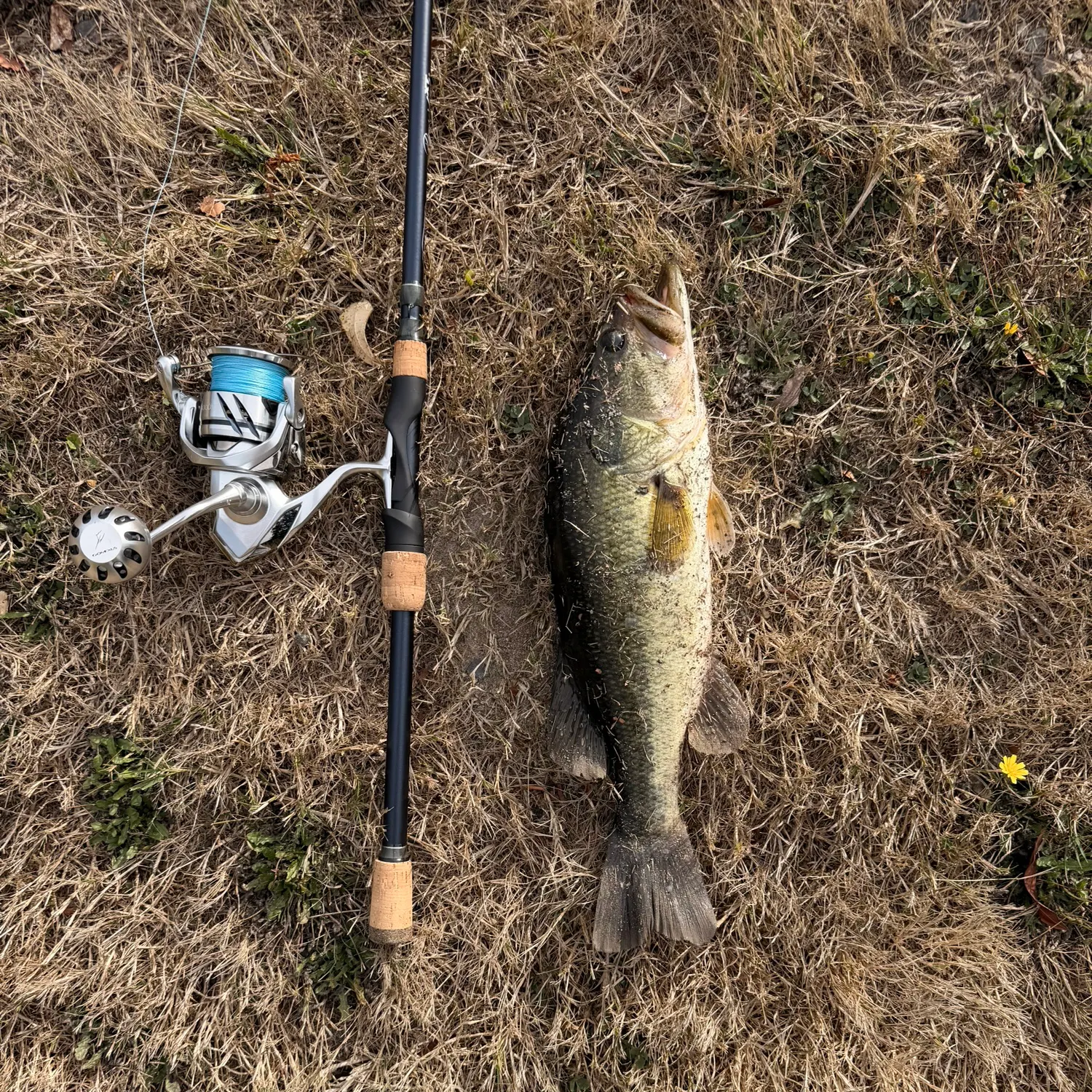 Largemouth bass caught on Fishbrain