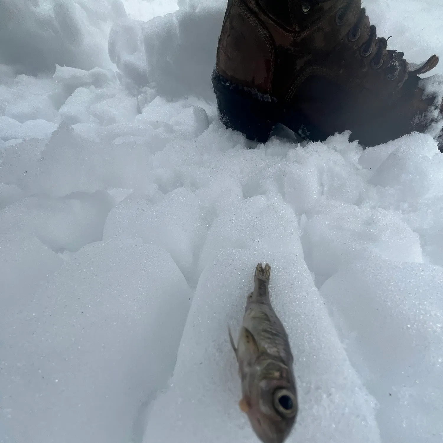 The most recent Round whitefish catches on Fishbrain