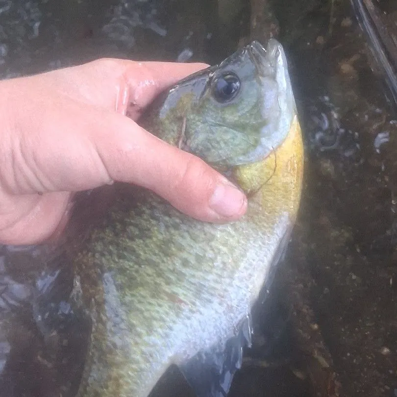 Bluegill caught on Fishbrain