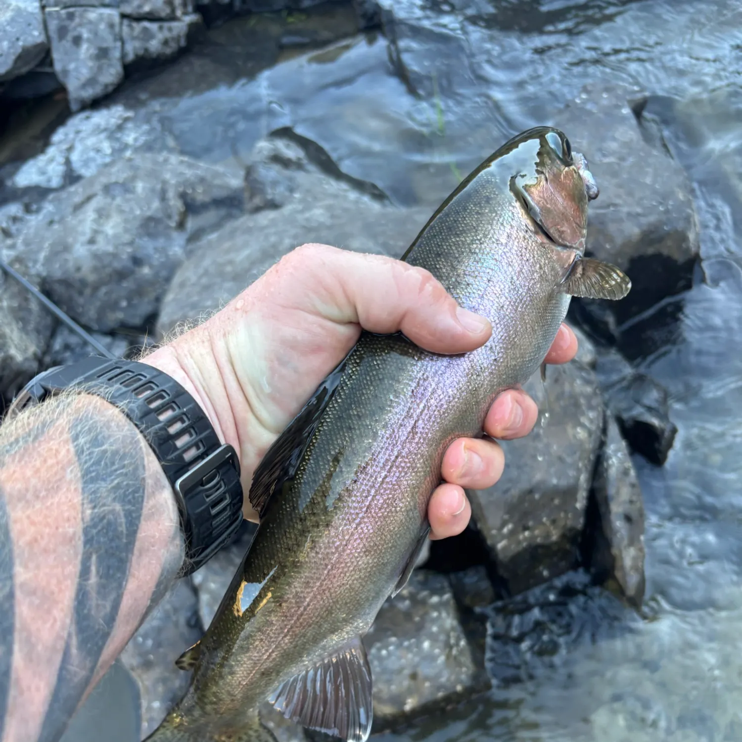 Rainbow trout caught on Fishbrain