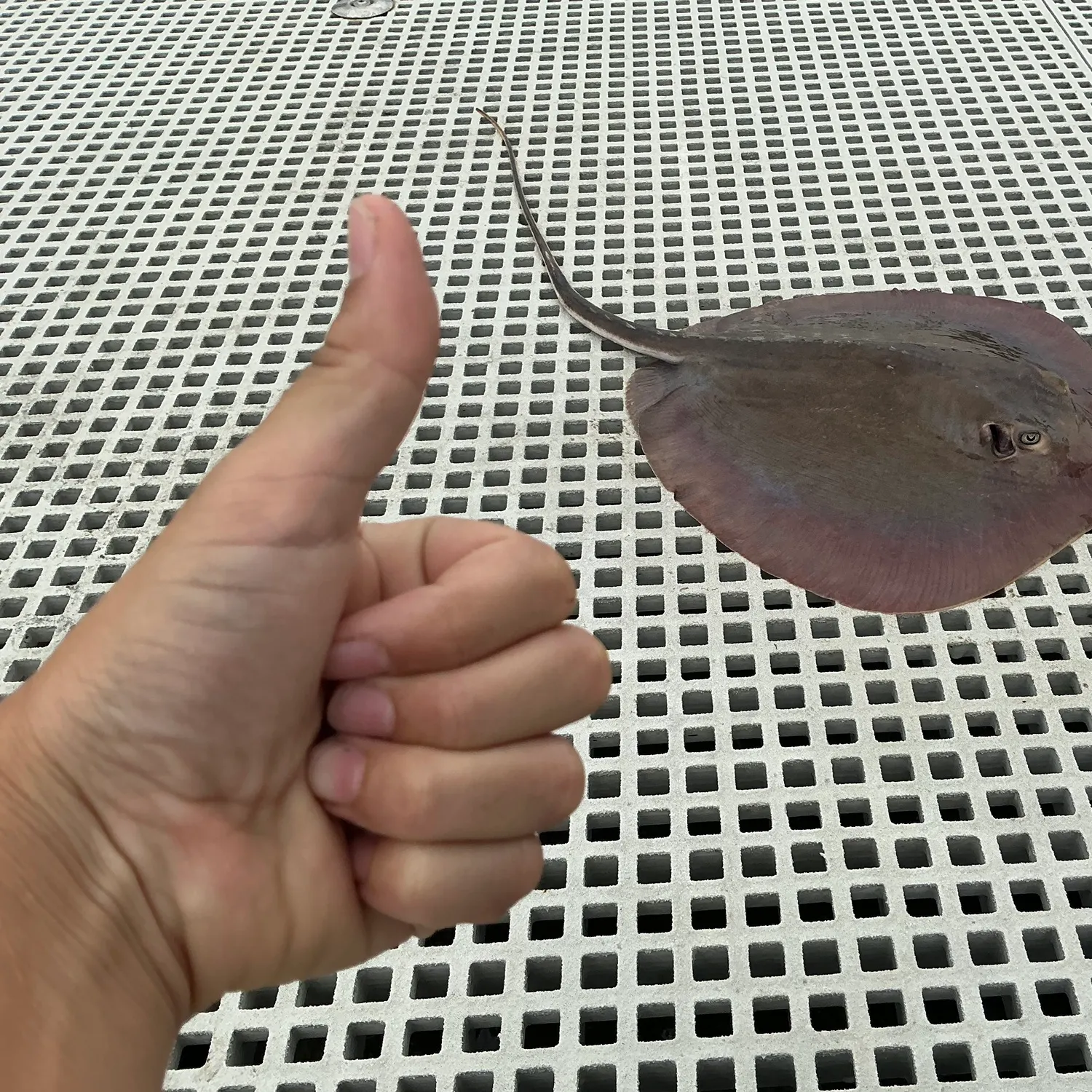 The most recent Atlantic stingray catches on Fishbrain