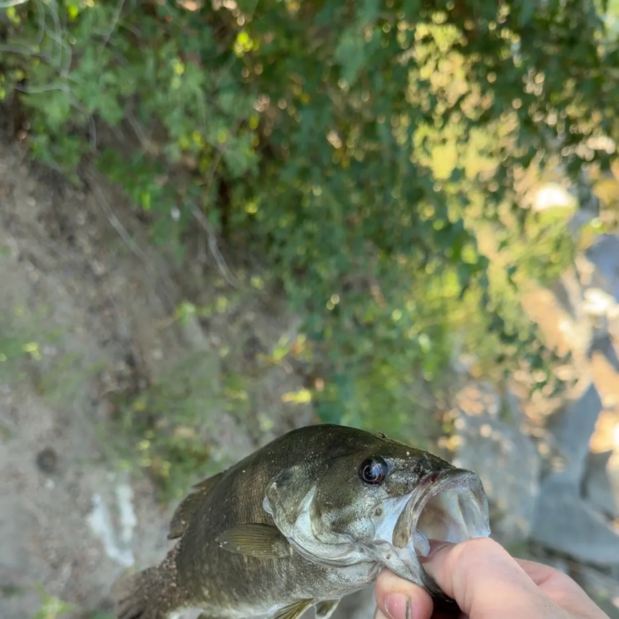 Smallmouth bass caught on Fishbrain