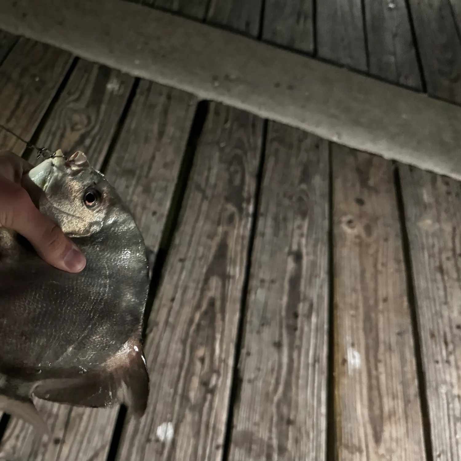 The most recent Atlantic spadefish catches on Fishbrain