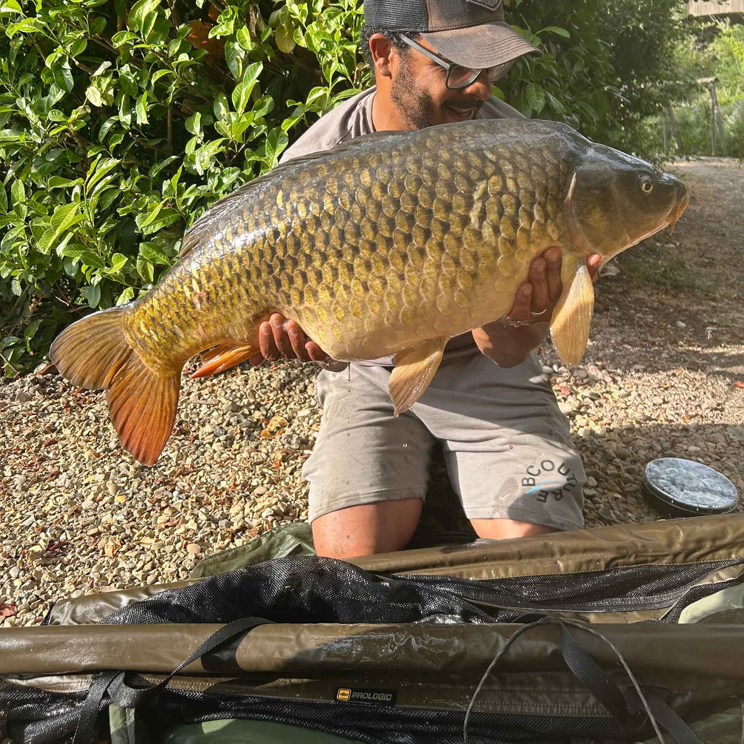 Common carp caught on Fishbrain
