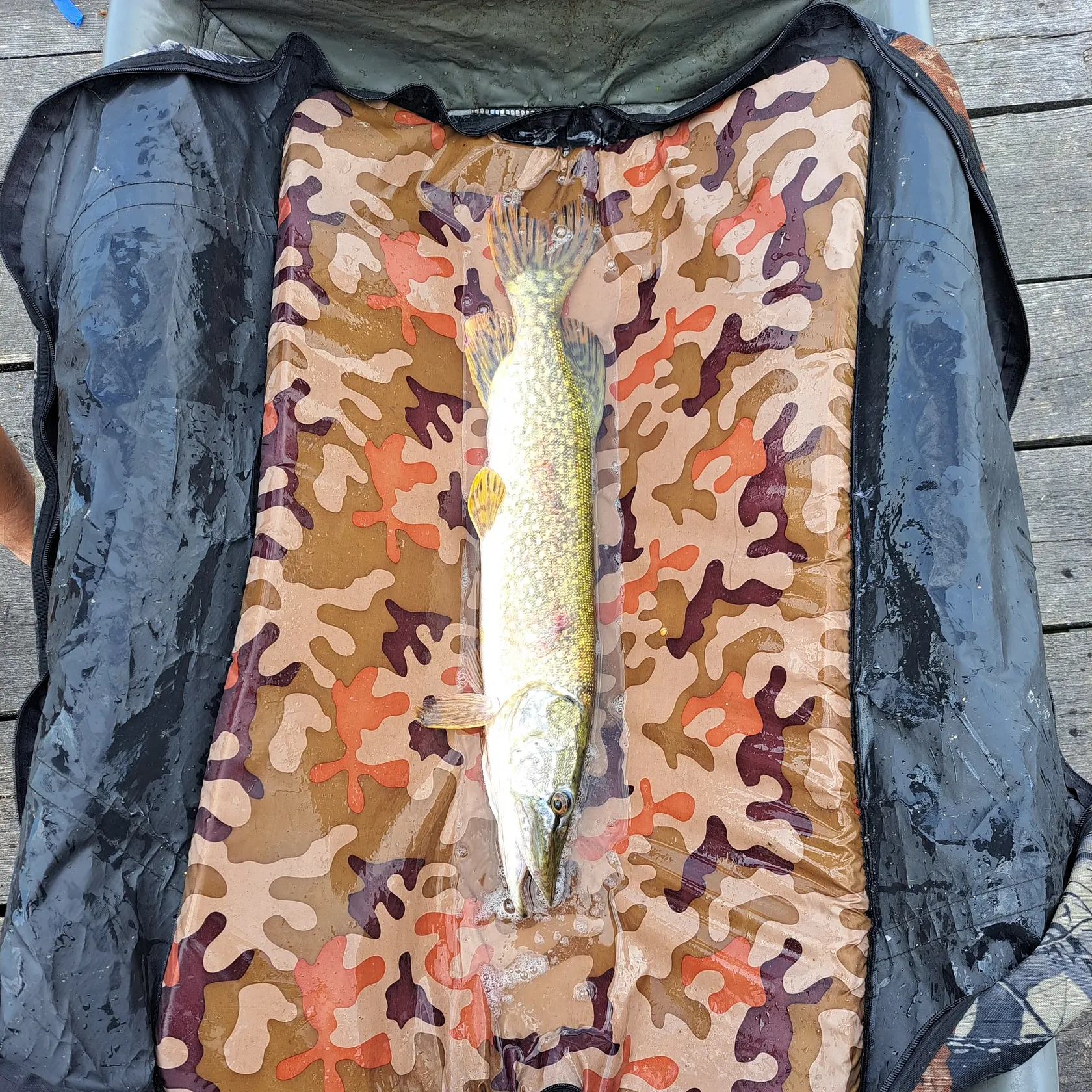 recently logged catches