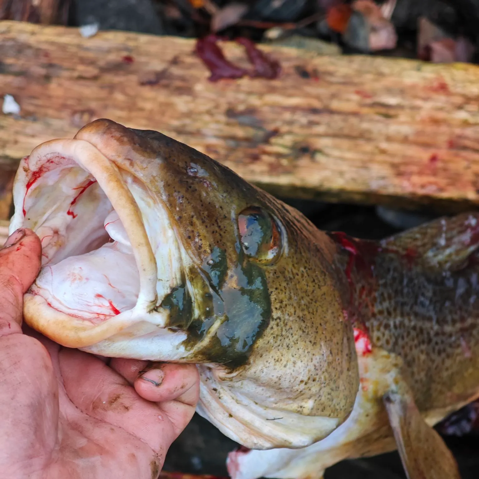 The most recent Smooth puffer catches on Fishbrain