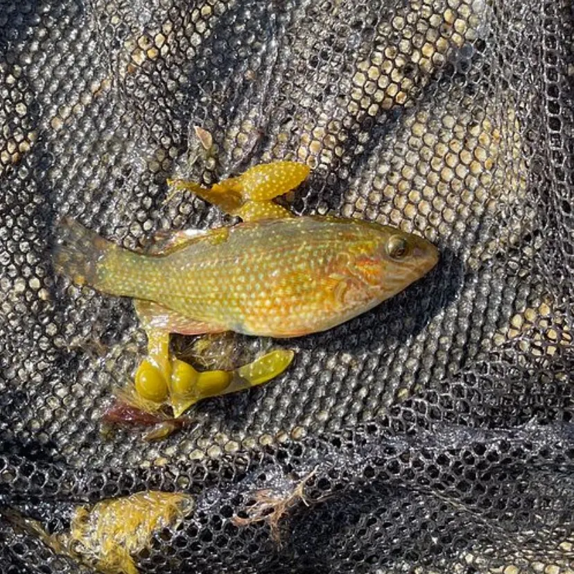 The most recent Corkwing wrasse catches on Fishbrain