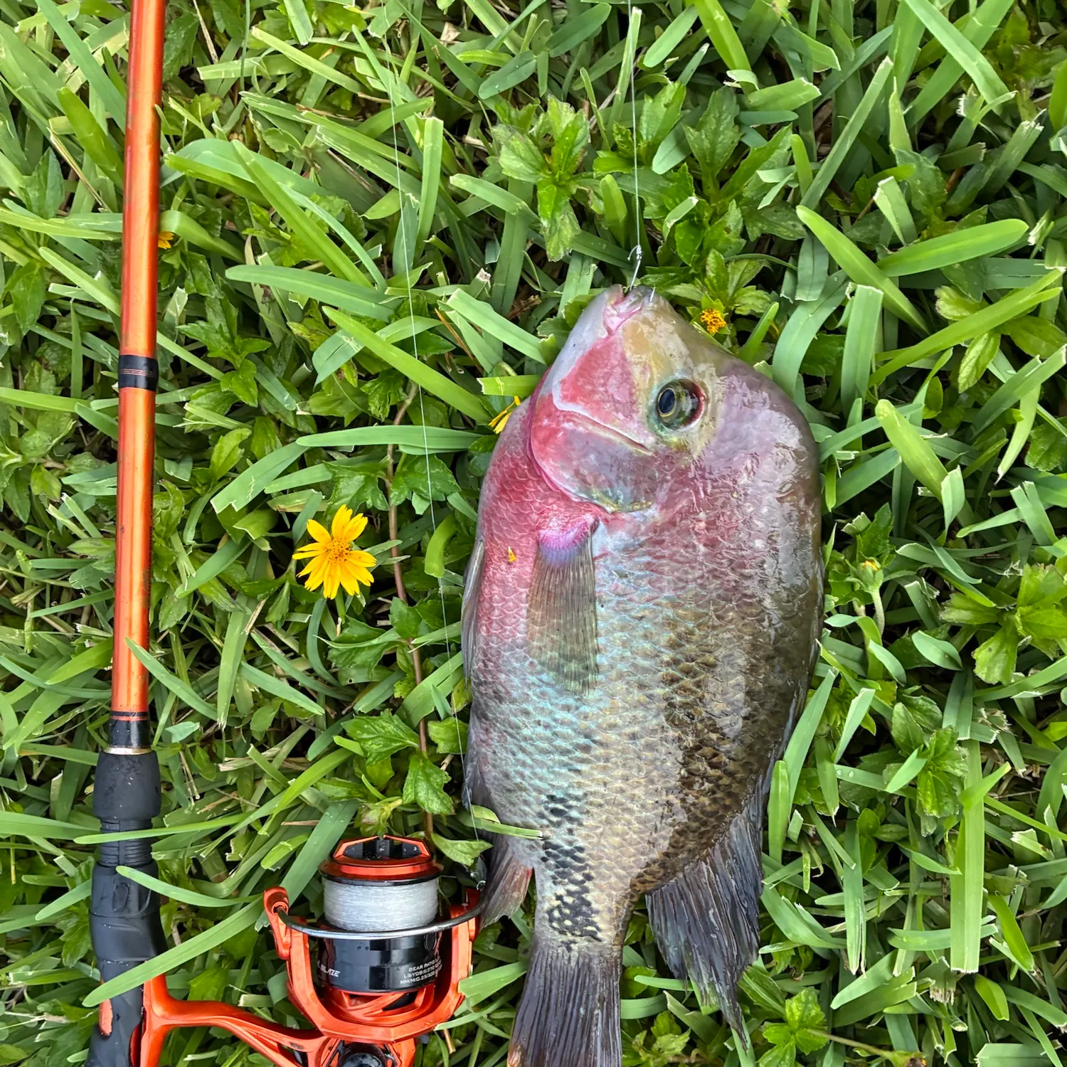 The most recent Redhead cichlid catches on Fishbrain