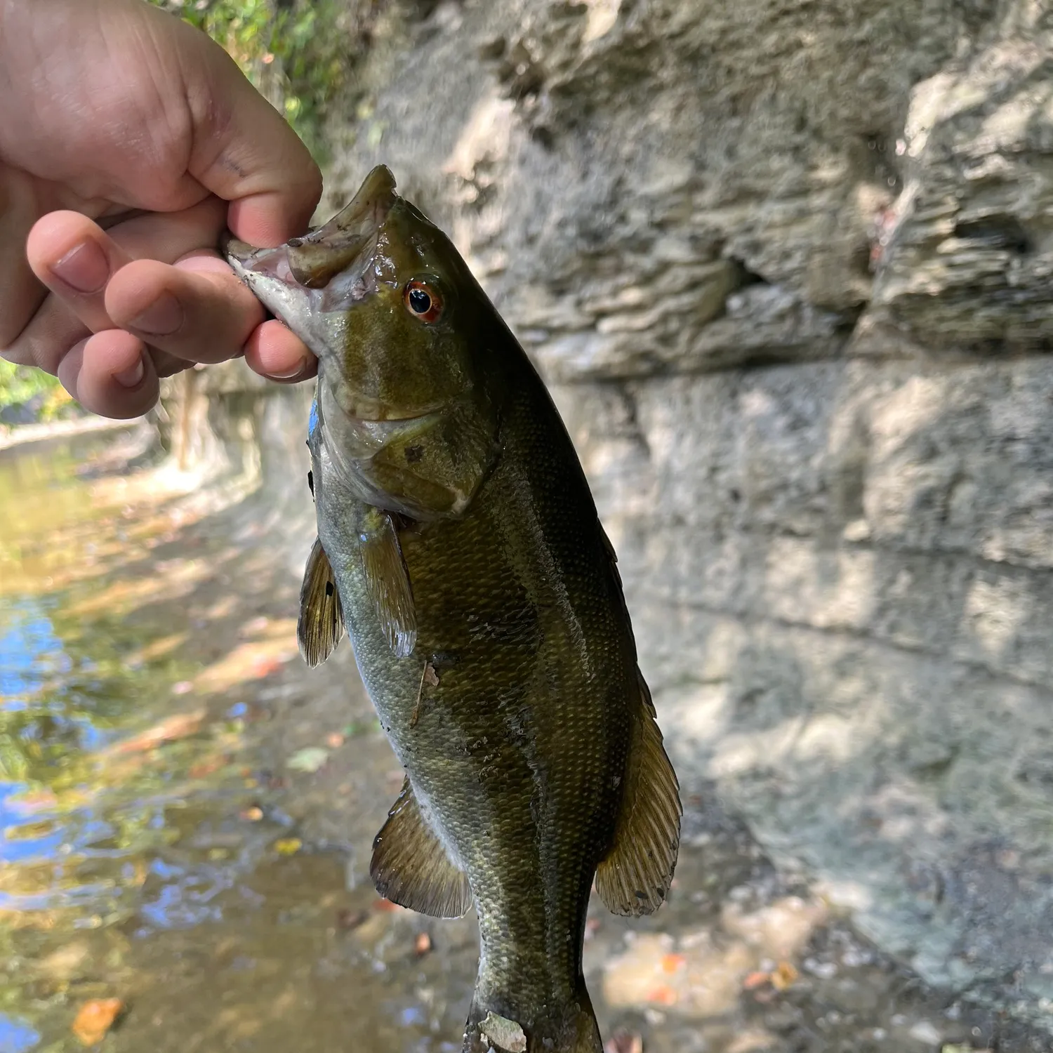 Smallmouth bass caught on Fishbrain