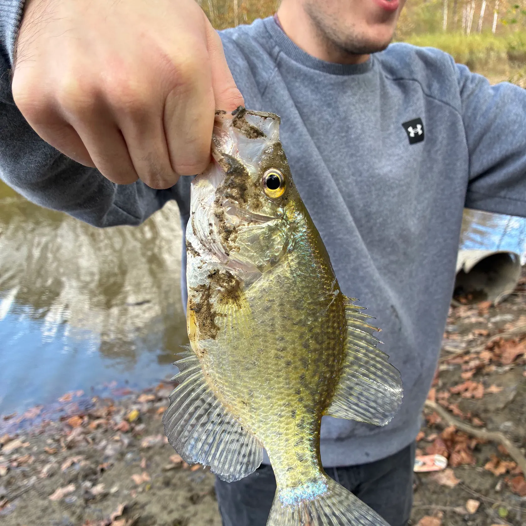 White crappie caught on Fishbrain