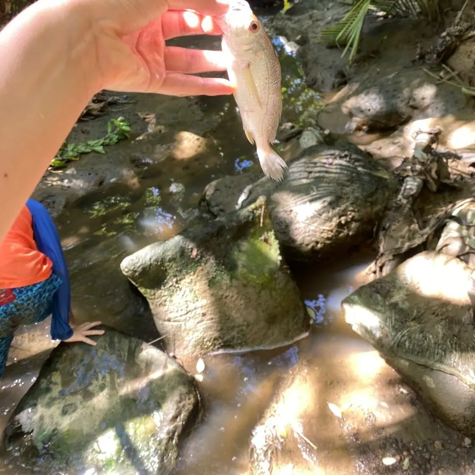 White croaker caught on Fishbrain