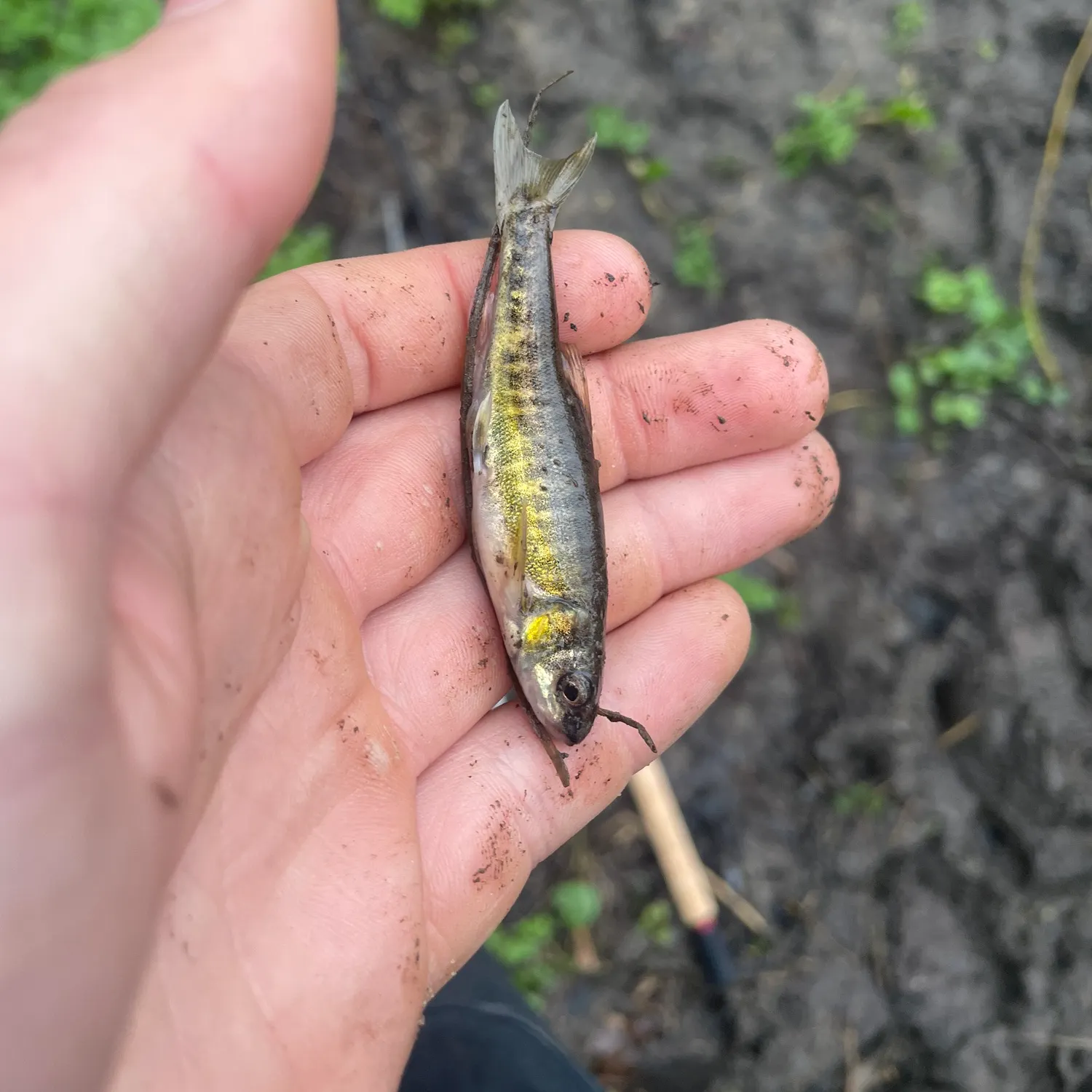 The most recent Eurasian minnow catches on Fishbrain