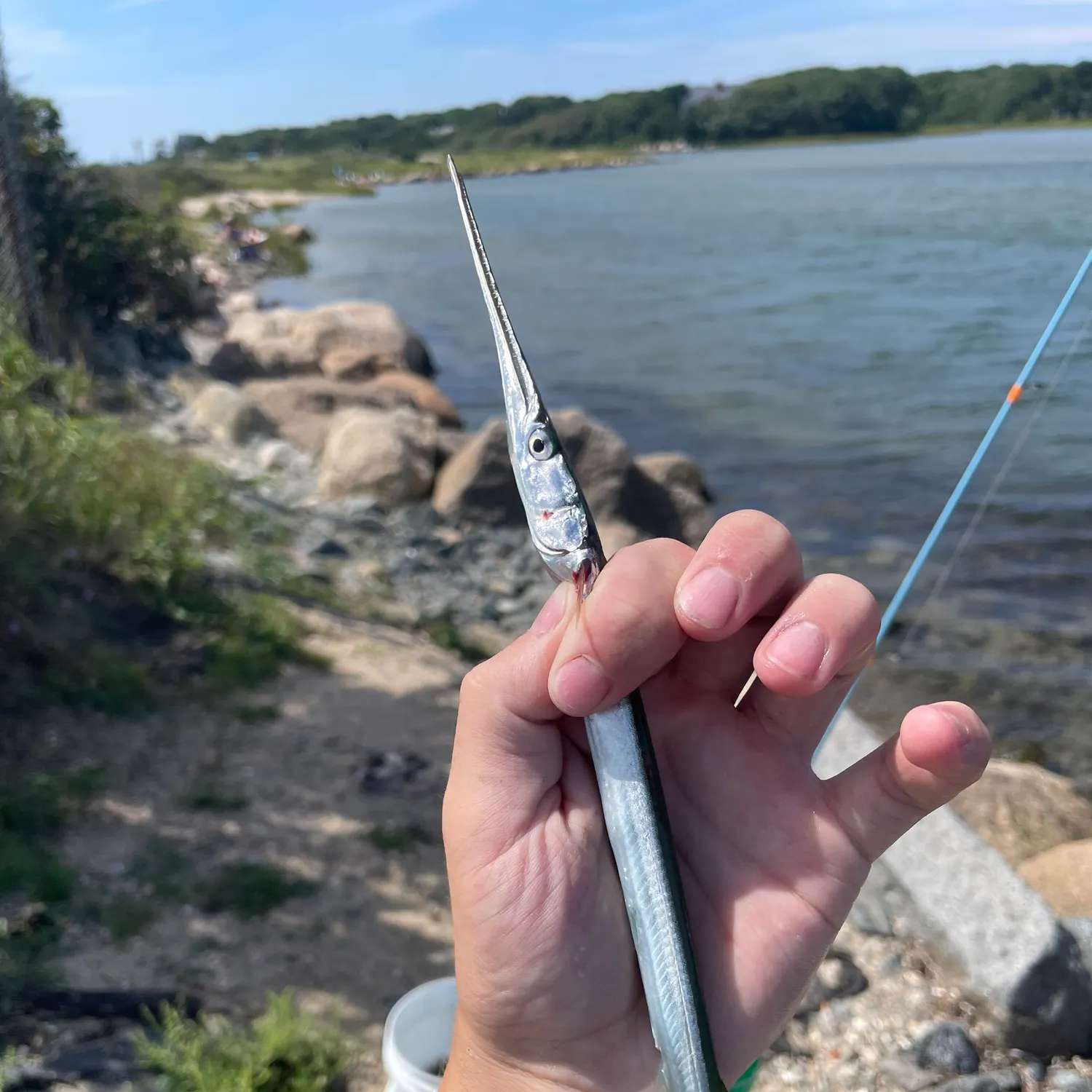Atlantic needlefish caught on Fishbrain