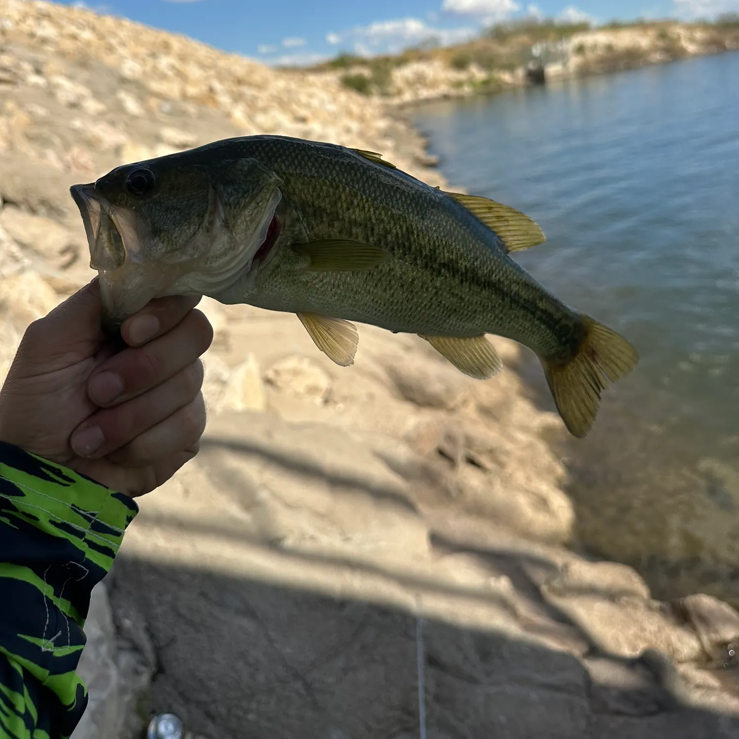 Spotted bass caught on Fishbrain