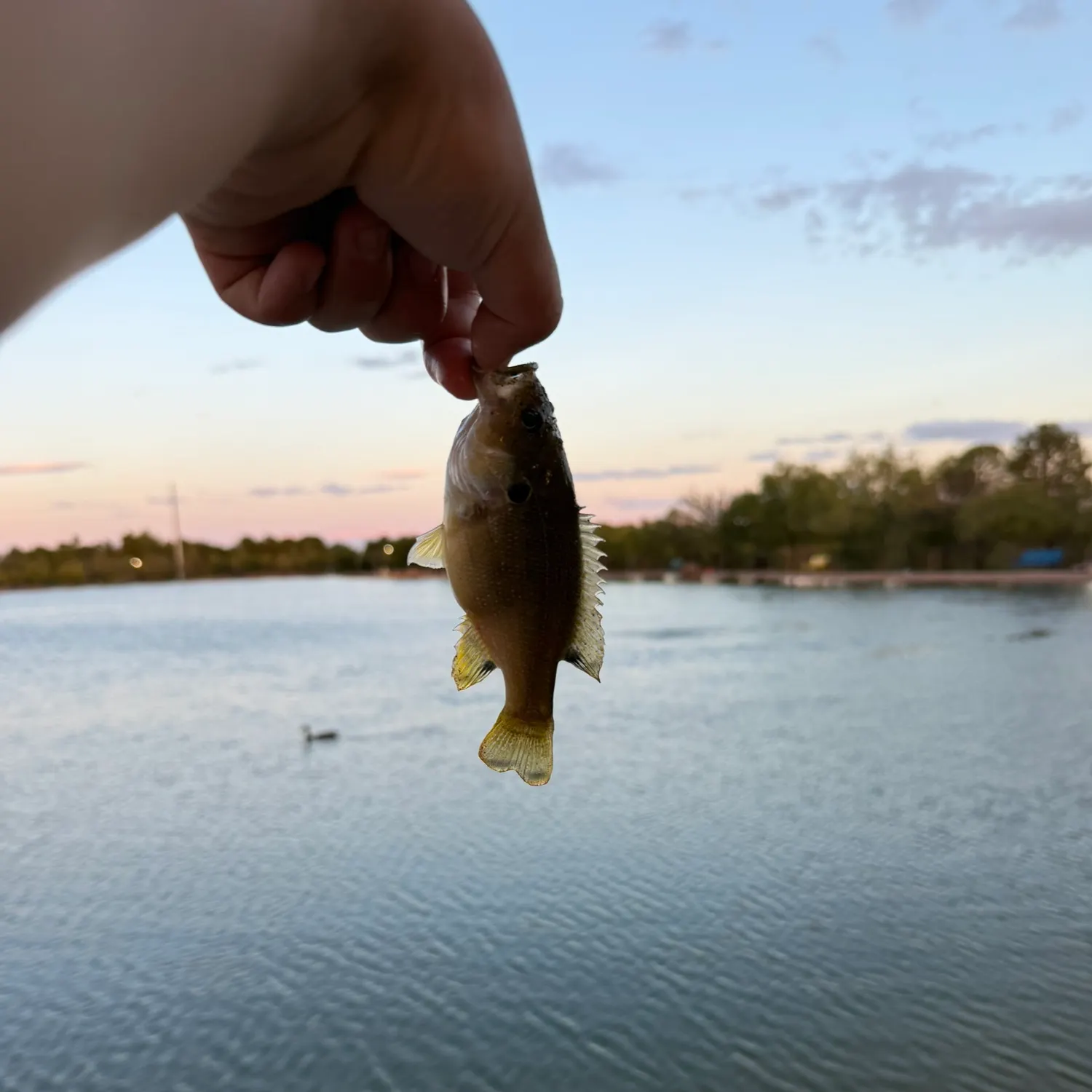 Green sunfish caught on Fishbrain