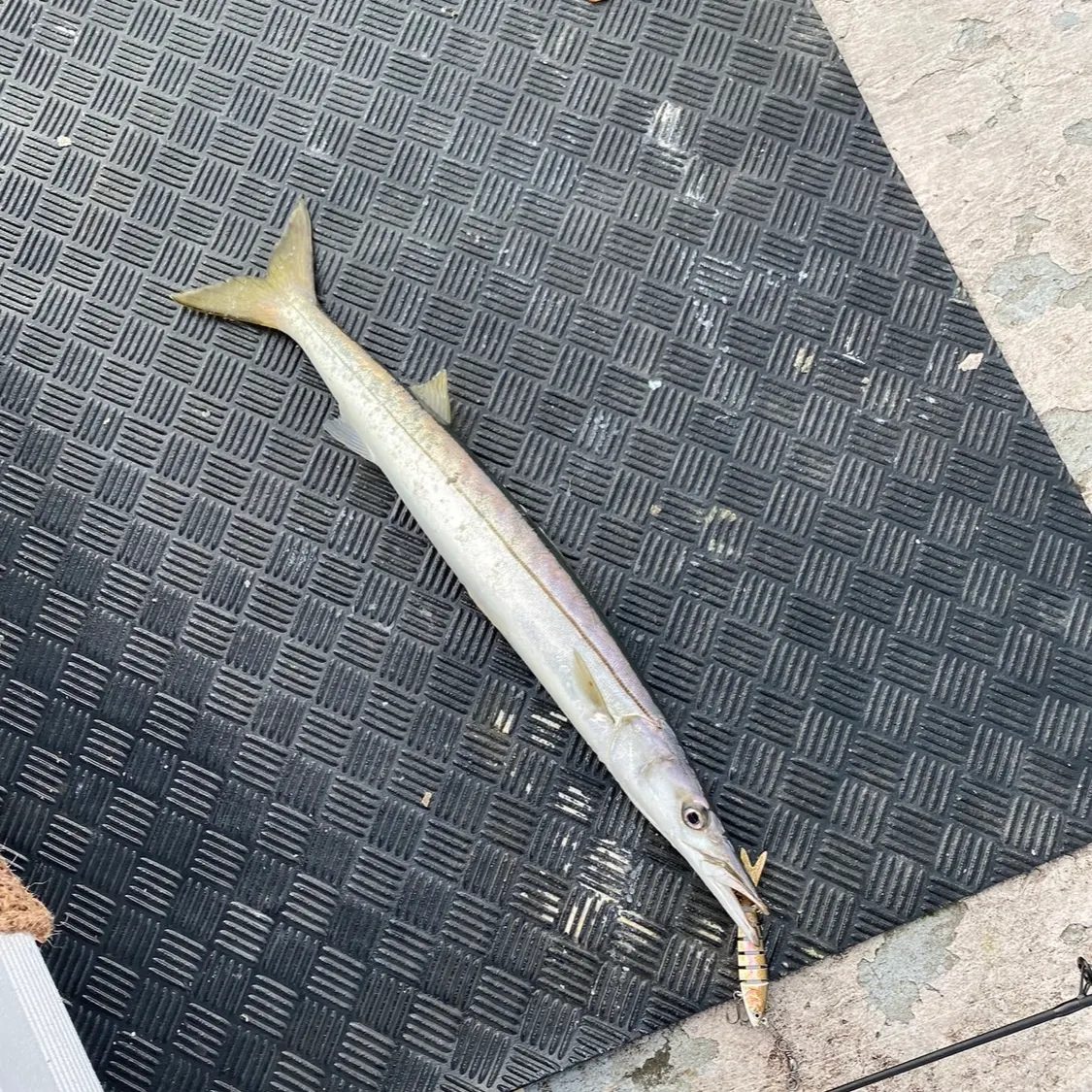 The most recent Pacific barracuda catches on Fishbrain